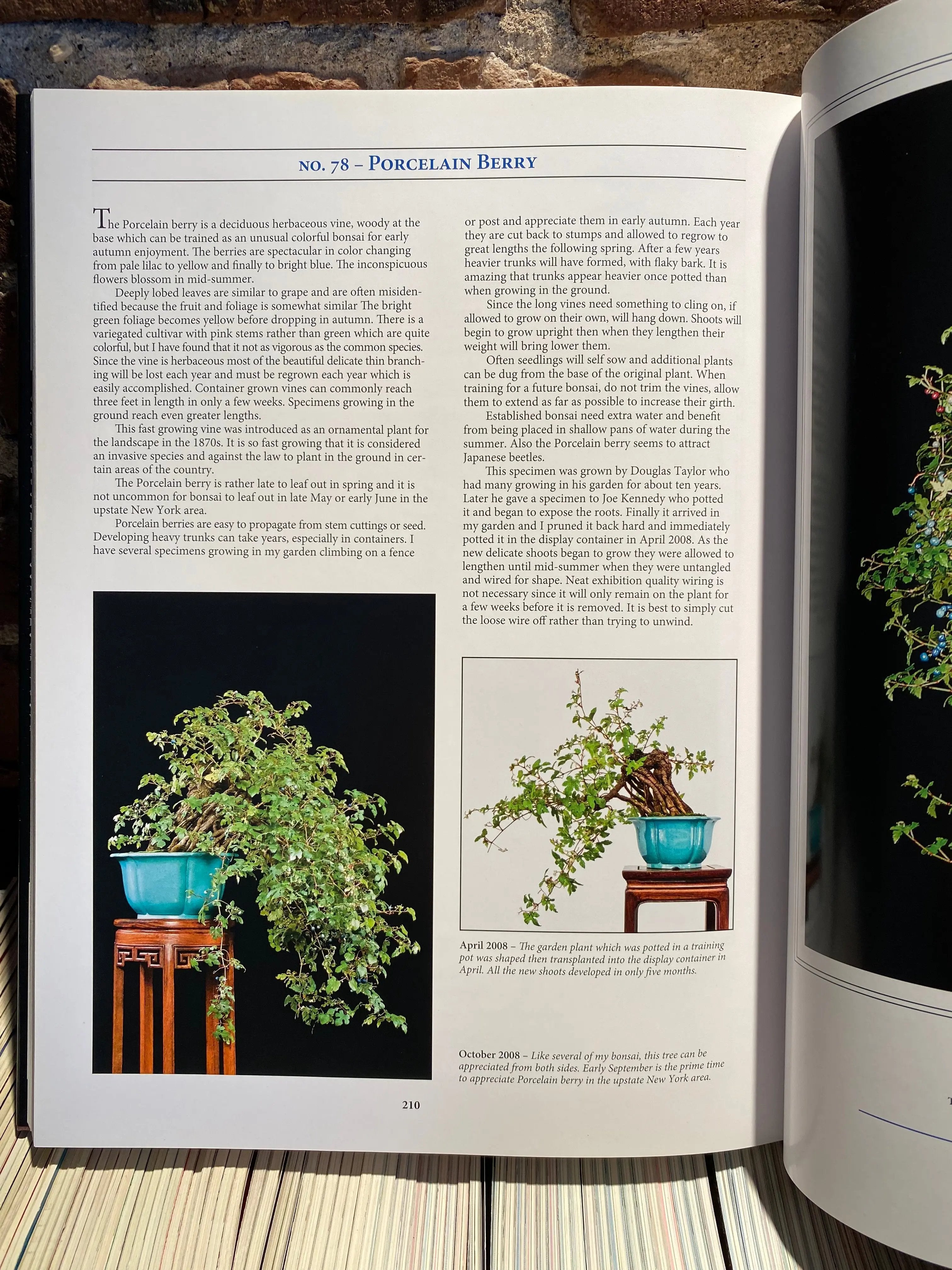 Classical Bonsai Art (signed) CB Books