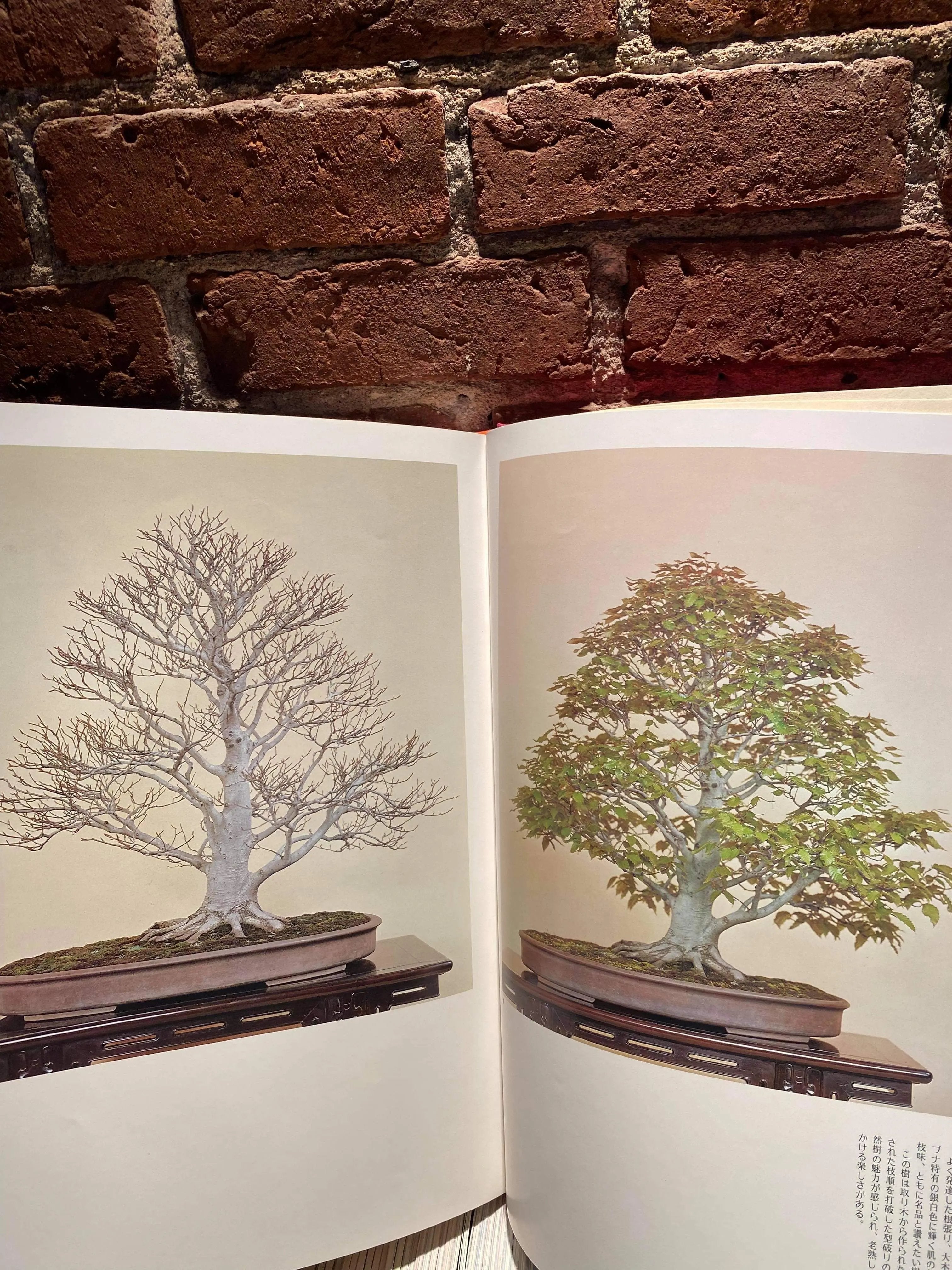 Broad Leaf Bonsai Masterpiece (signed) CB Books