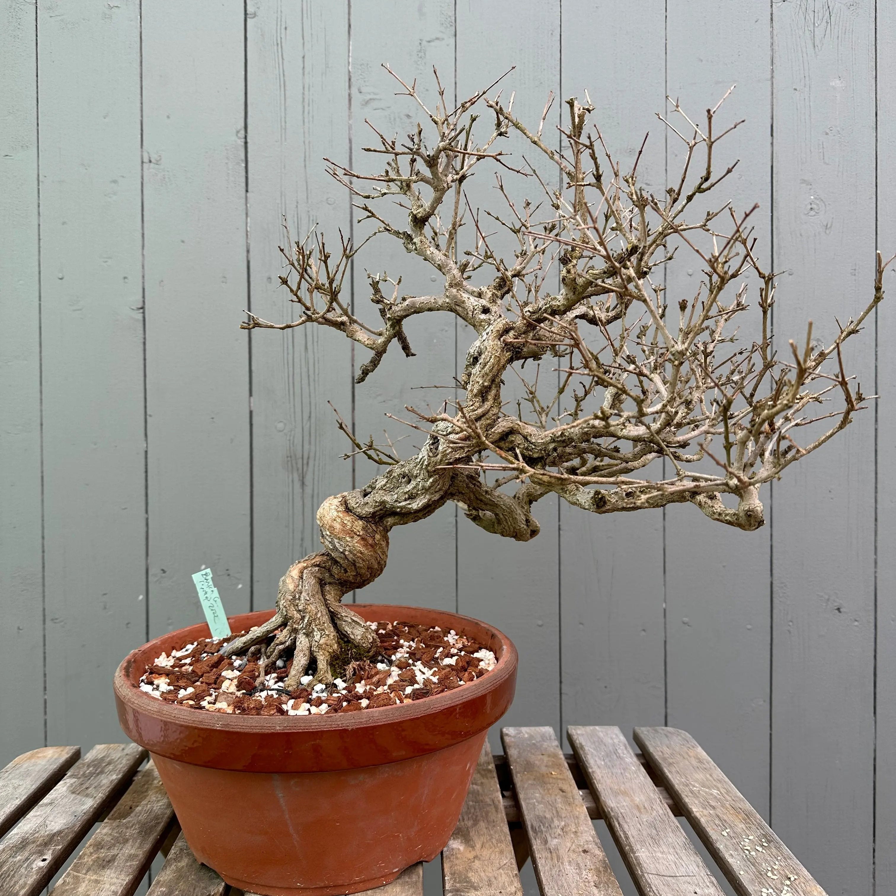 Pomegranate Neji-Kan Canada Bonsai
