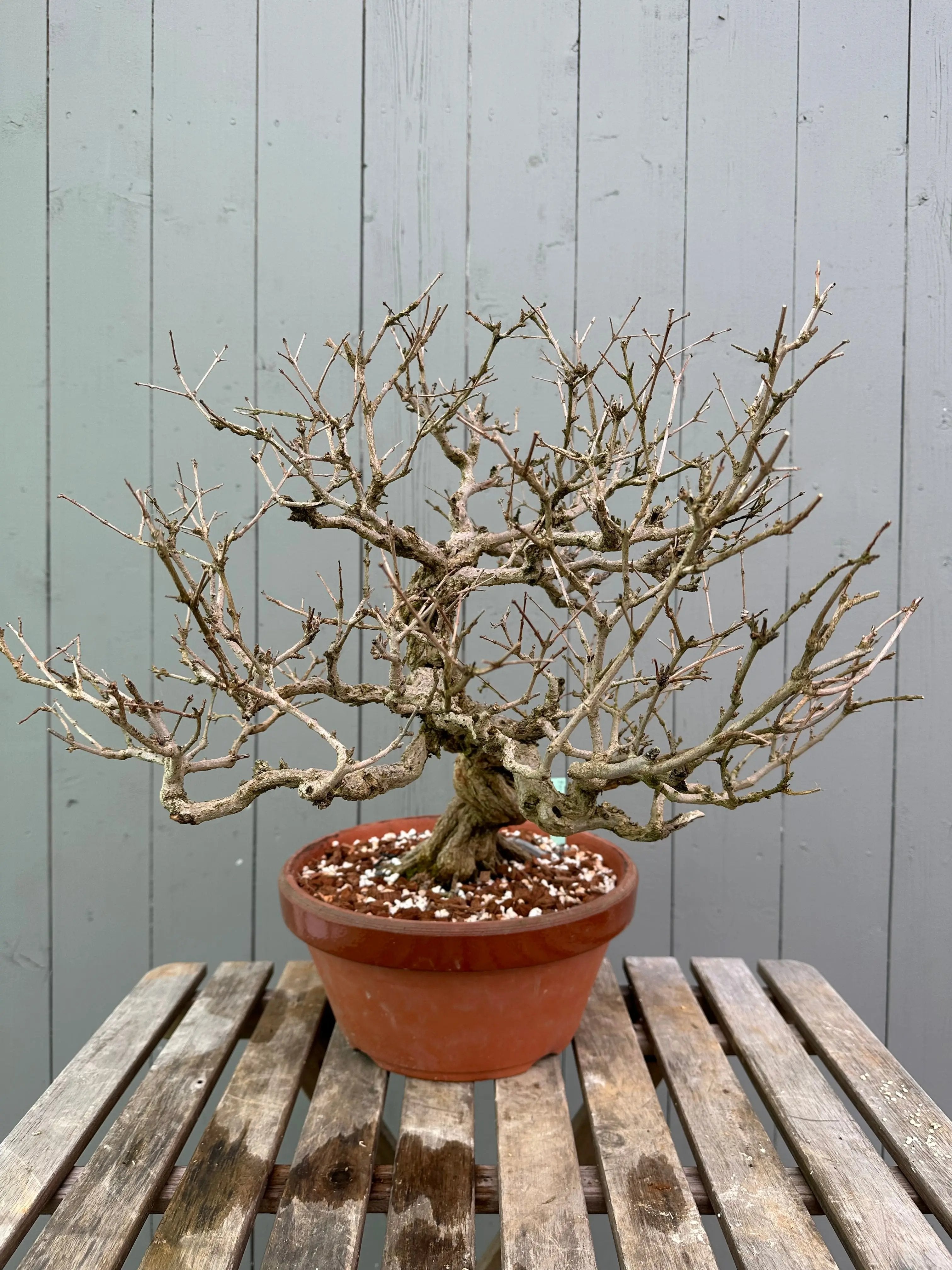Pomegranate Neji-Kan Canada Bonsai