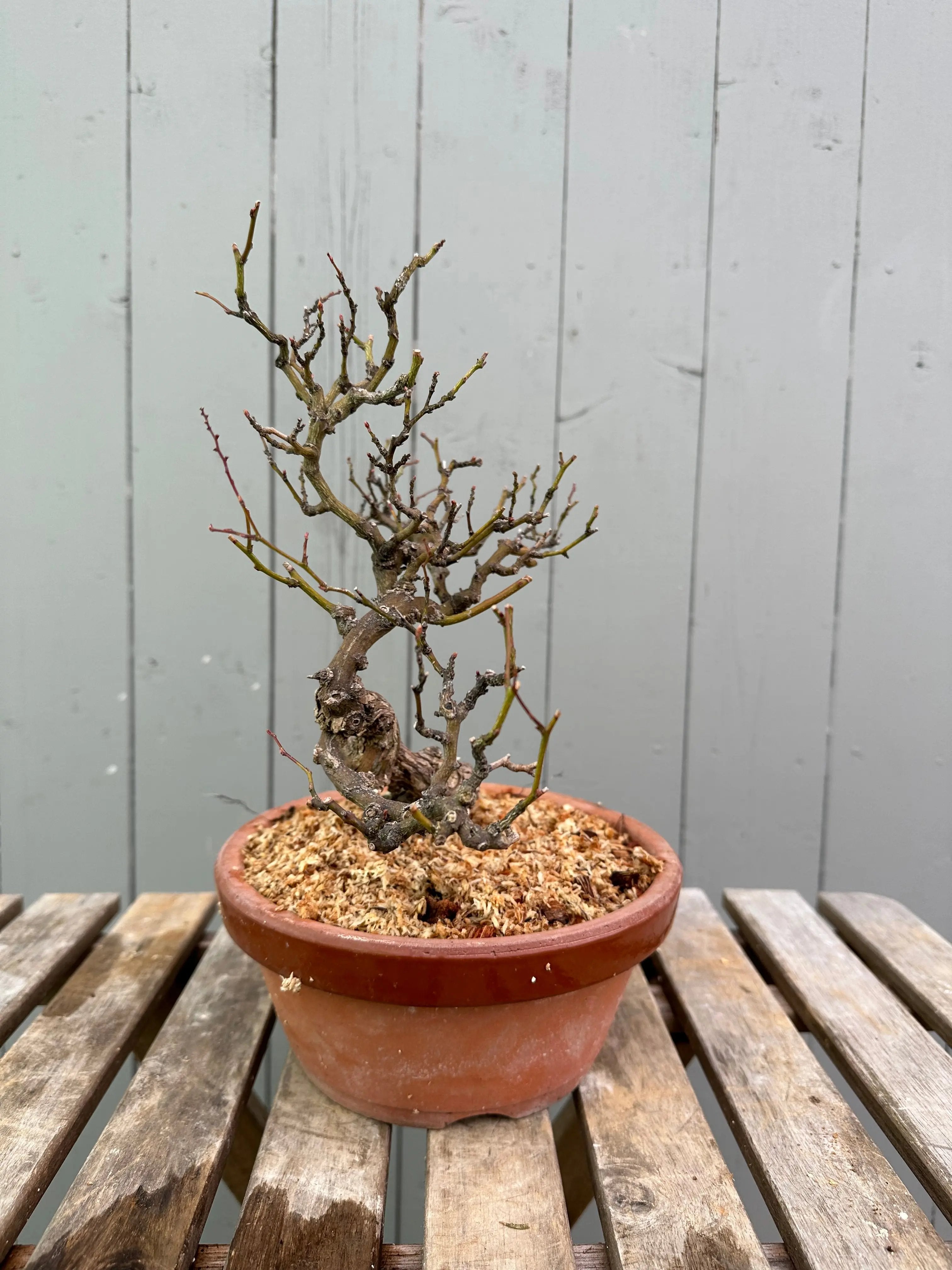 Kumayanagi Canada Bonsai