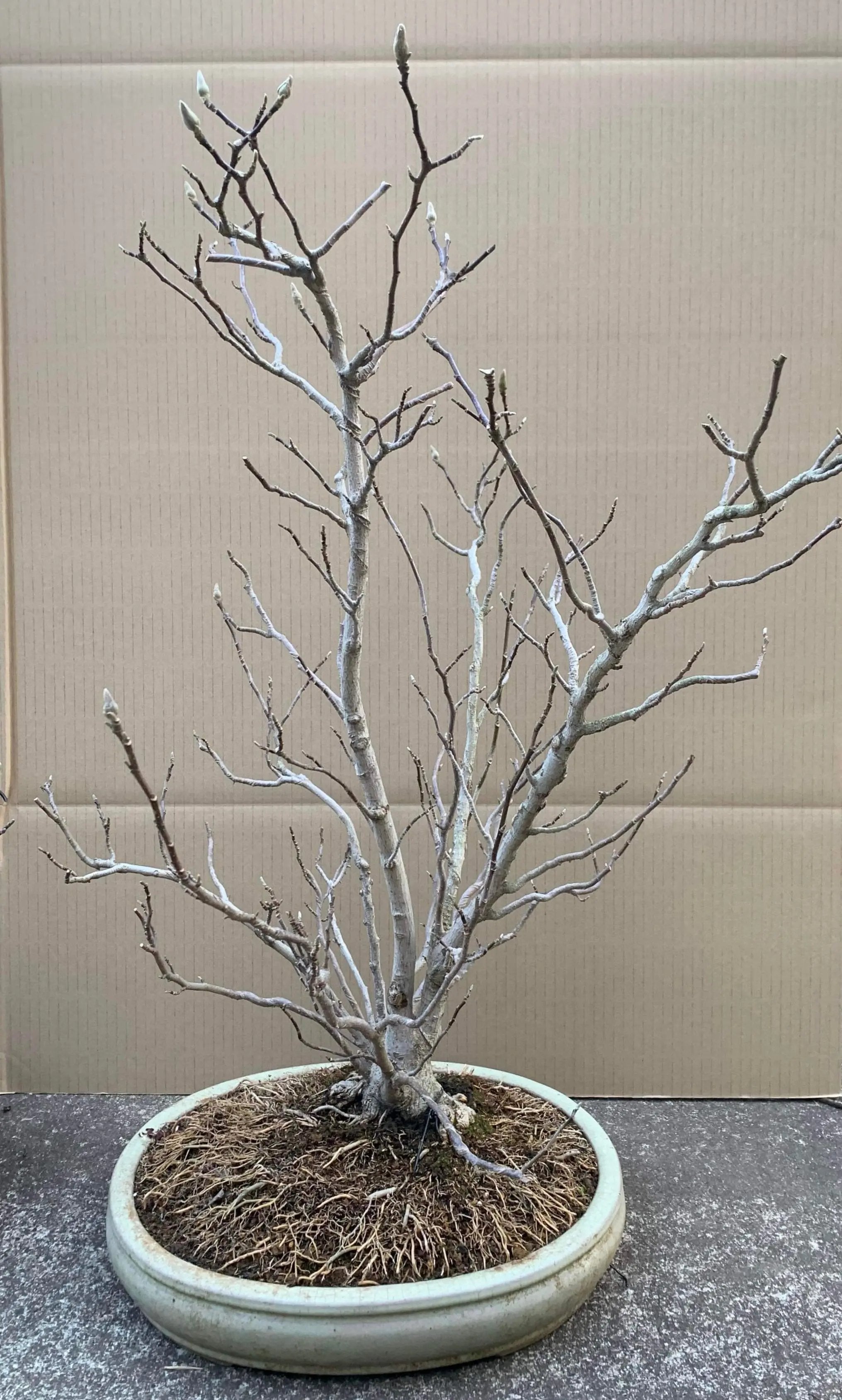 Magnolia (Karasu) Canada Bonsai