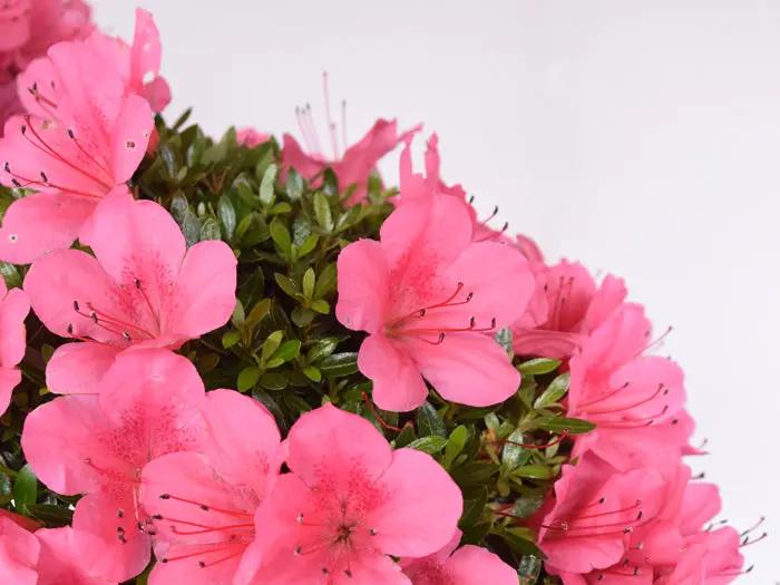 Satsuki Azalea 'Chinzan' Canada Bonsai