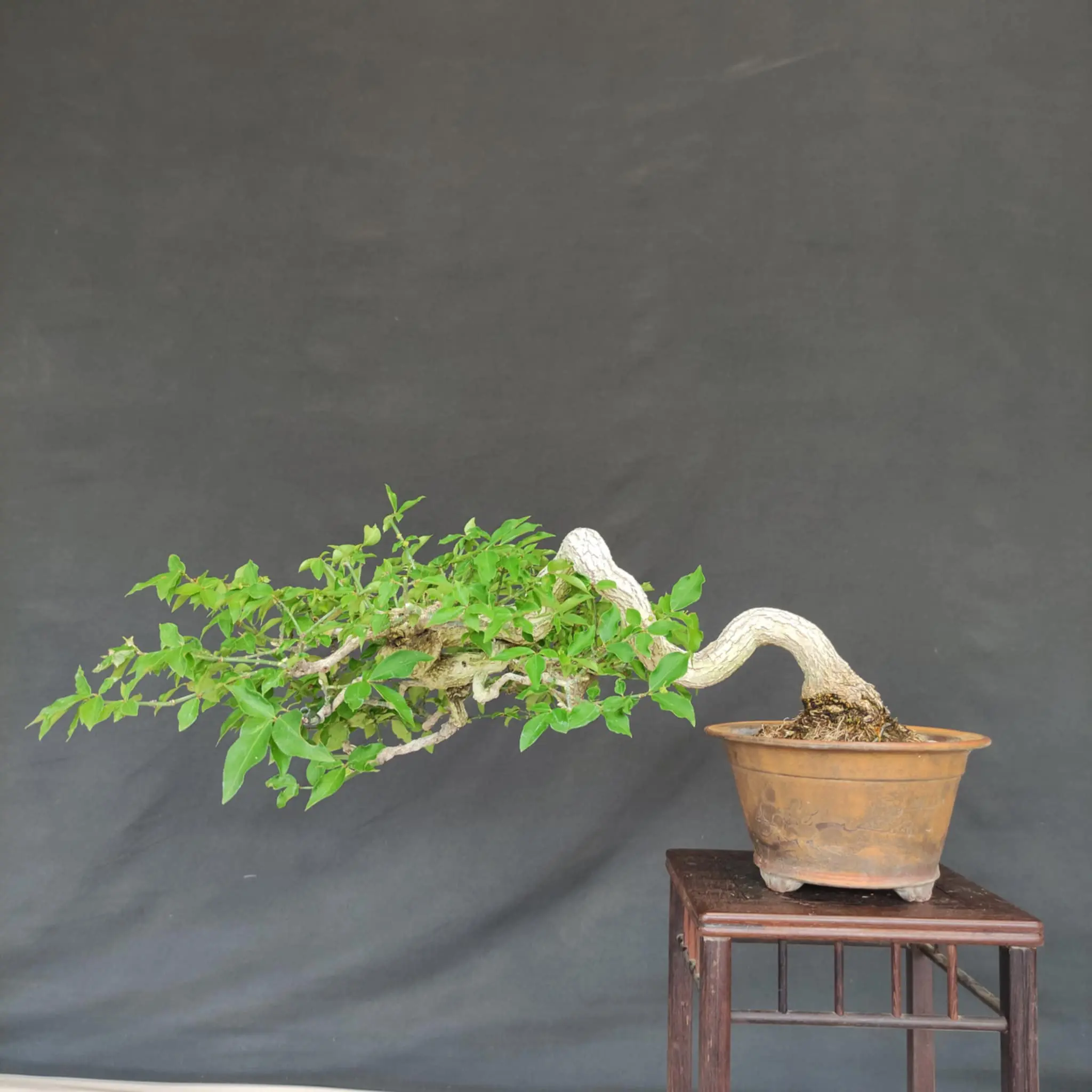 Euonymus Canada Bonsai