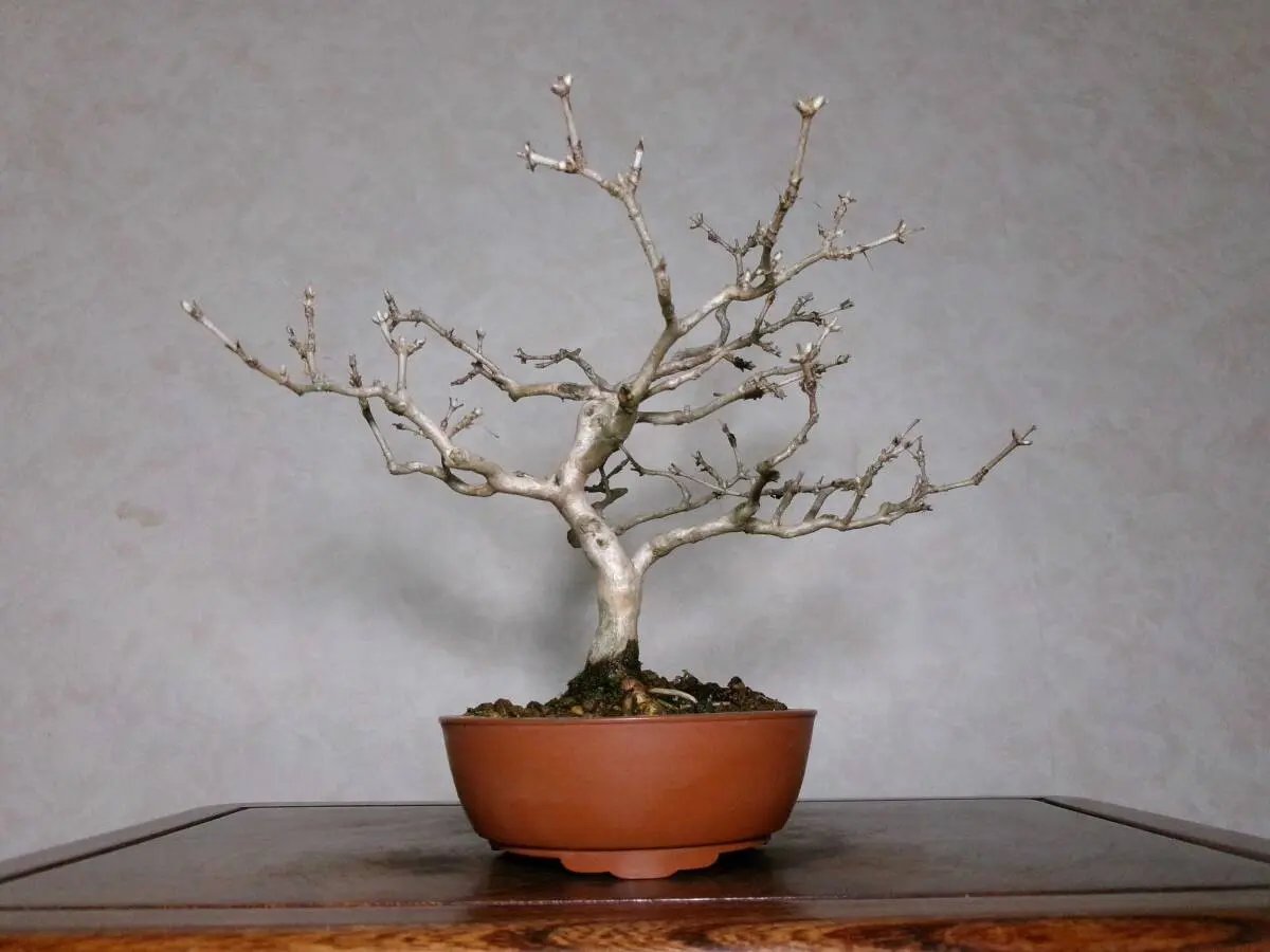 Lonicera gracilipes Canada Bonsai