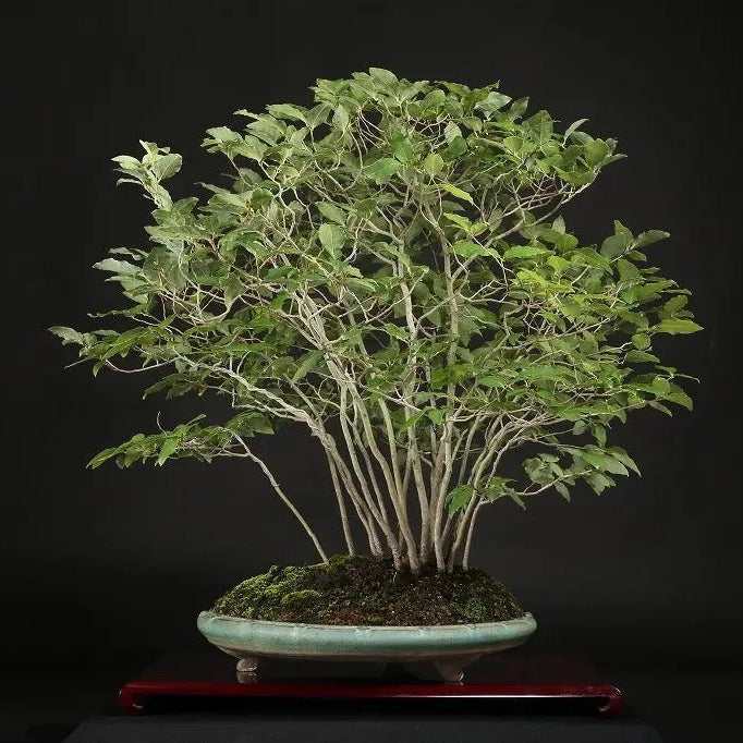 Lindera glauca Canada Bonsai