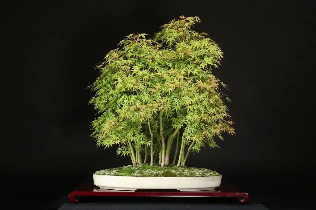 Acer palmatum 'Yukihime' Canada Bonsai