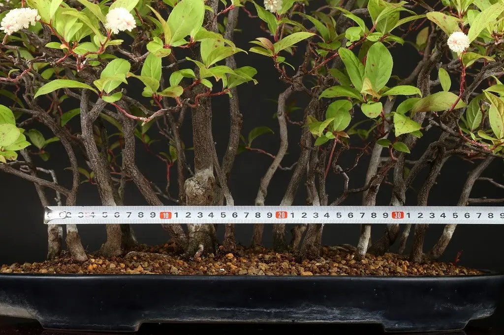 Itea japonica Canada Bonsai