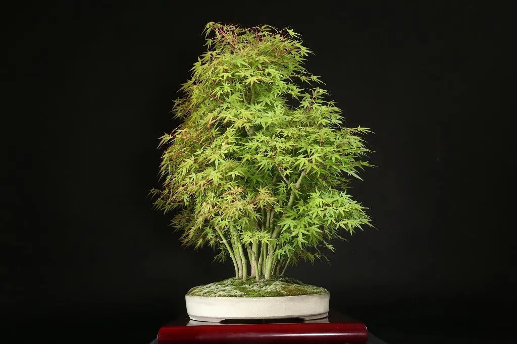Acer palmatum 'Yukihime' Canada Bonsai