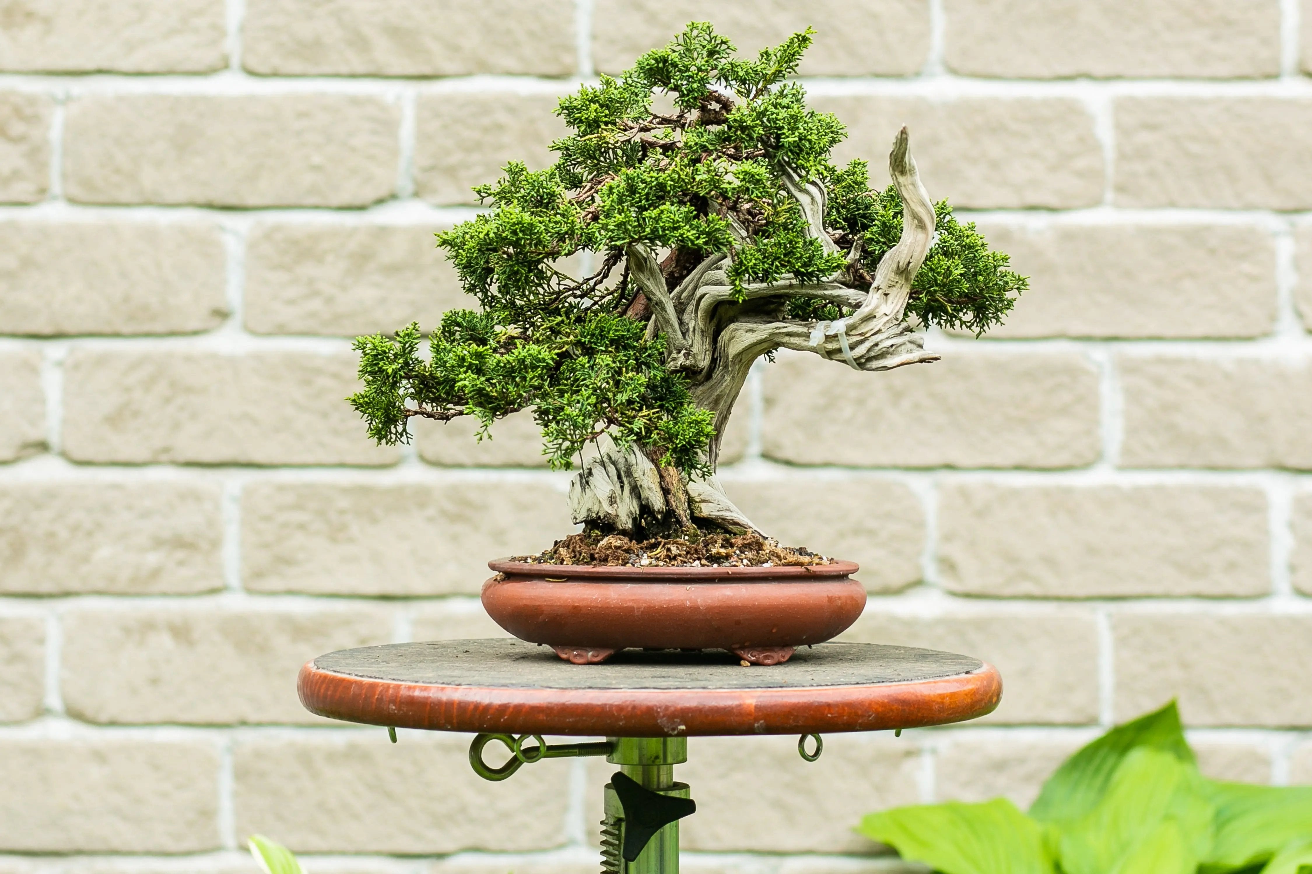 Juniperus chinensis Canada Bonsai
