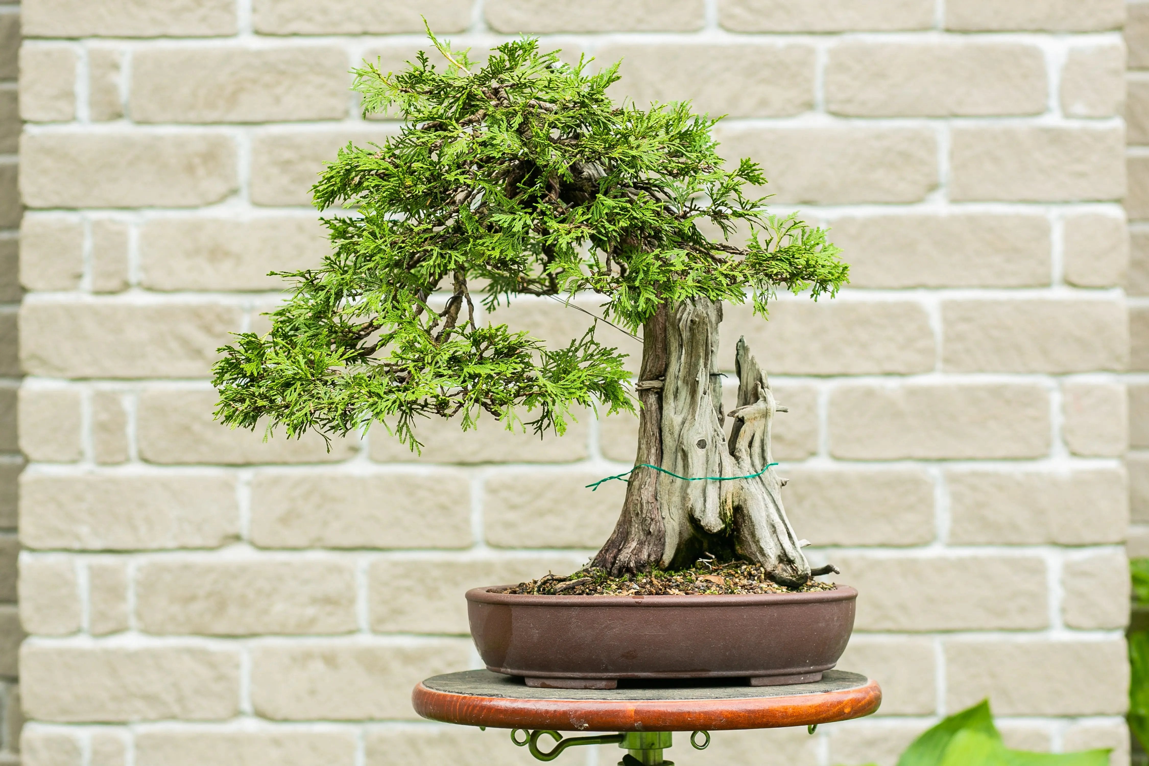 Thuya occidentalis Canada Bonsai