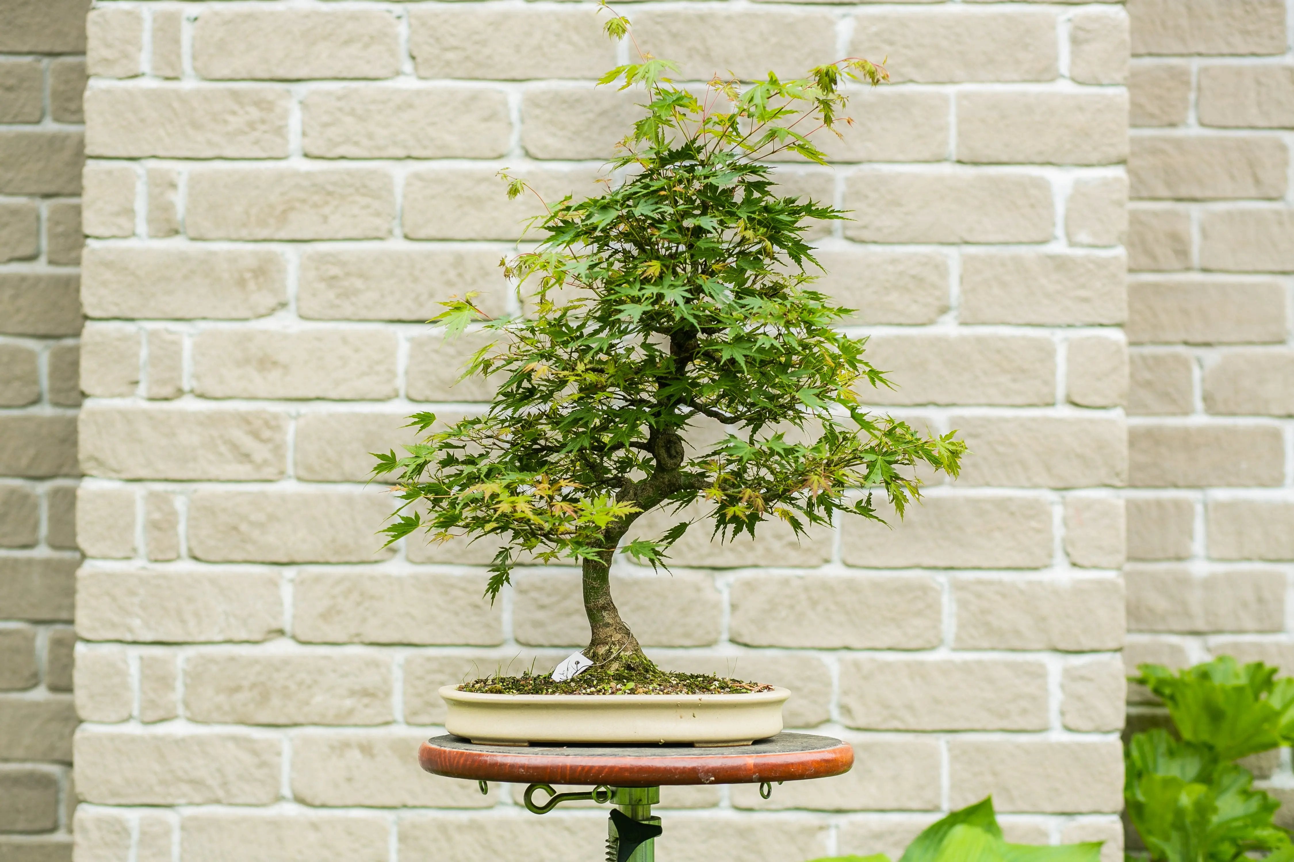Acer palmatum Canada Bonsai