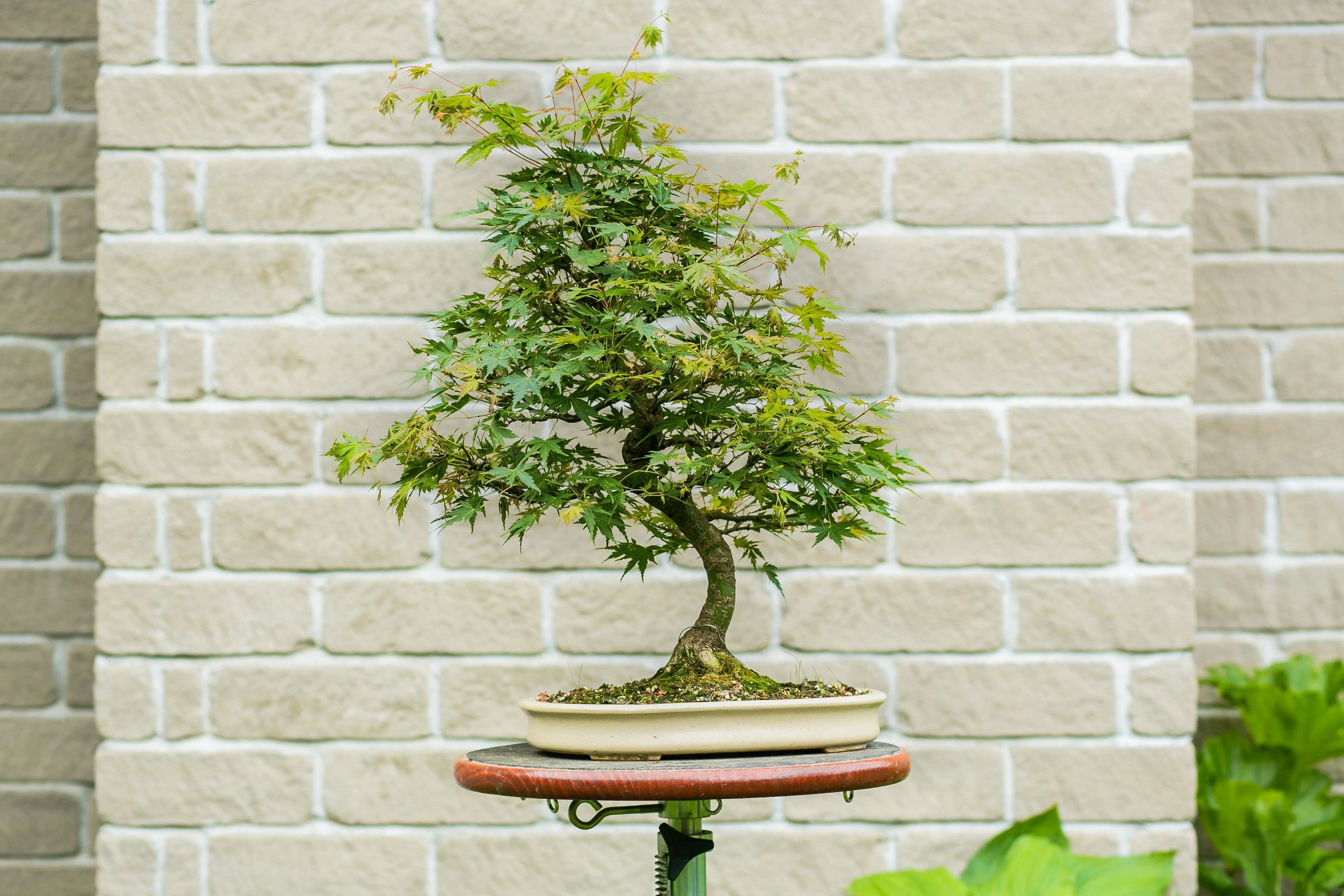 Acer palmatum Canada Bonsai