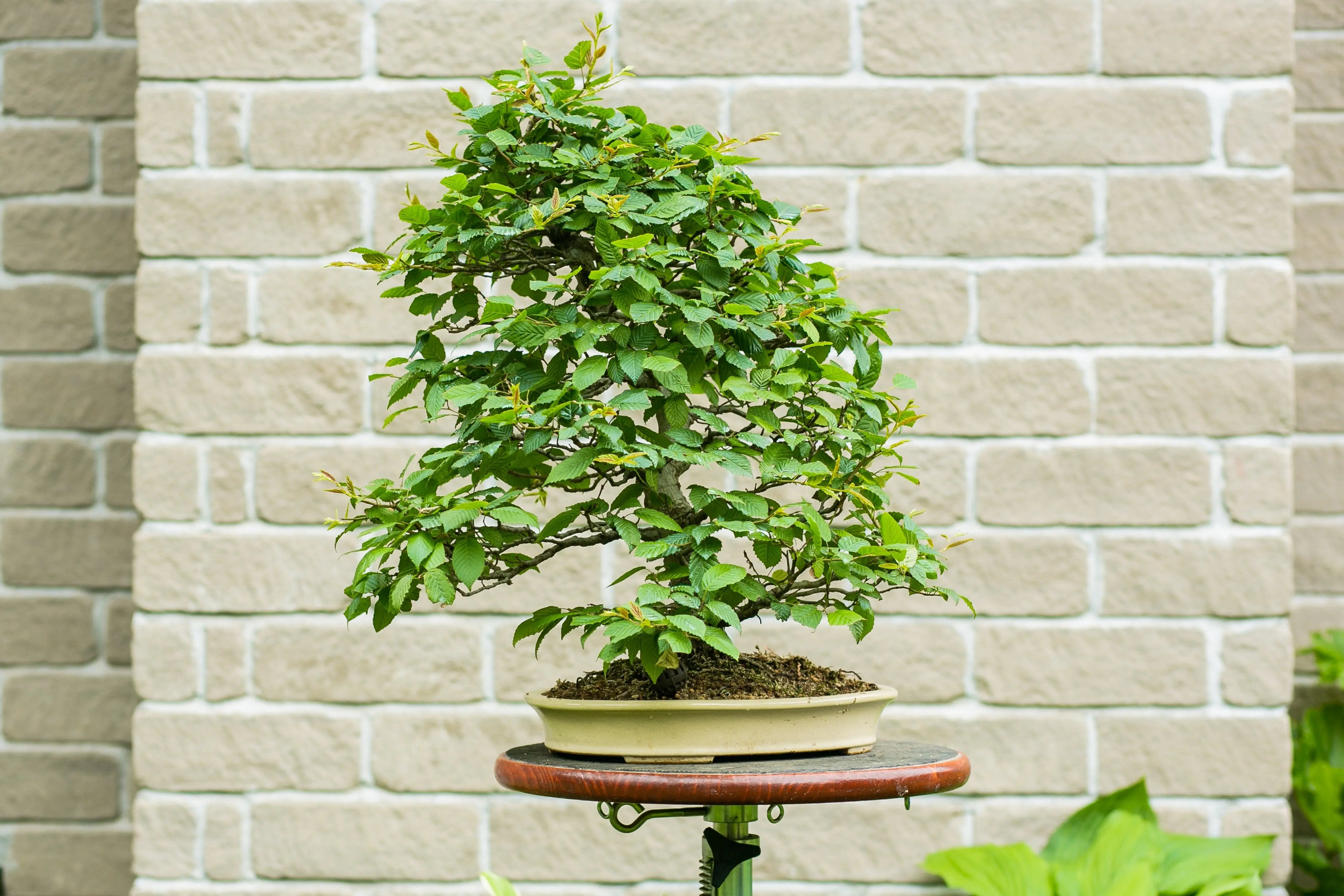Carpinus betulus Canada Bonsai