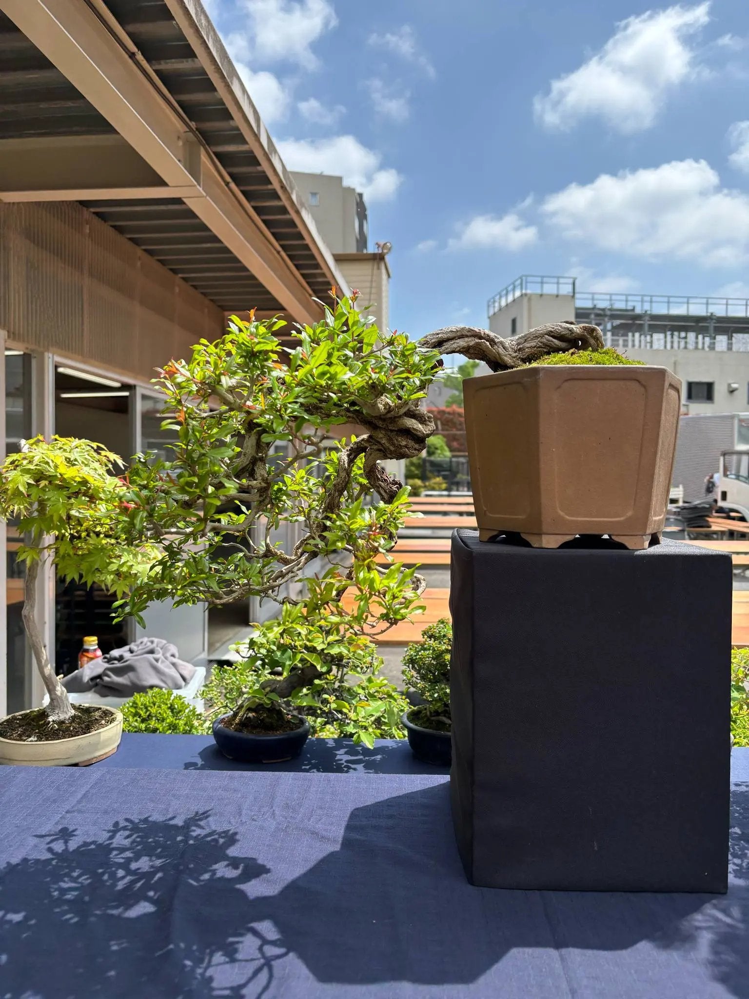 Punica granatum Canada Bonsai