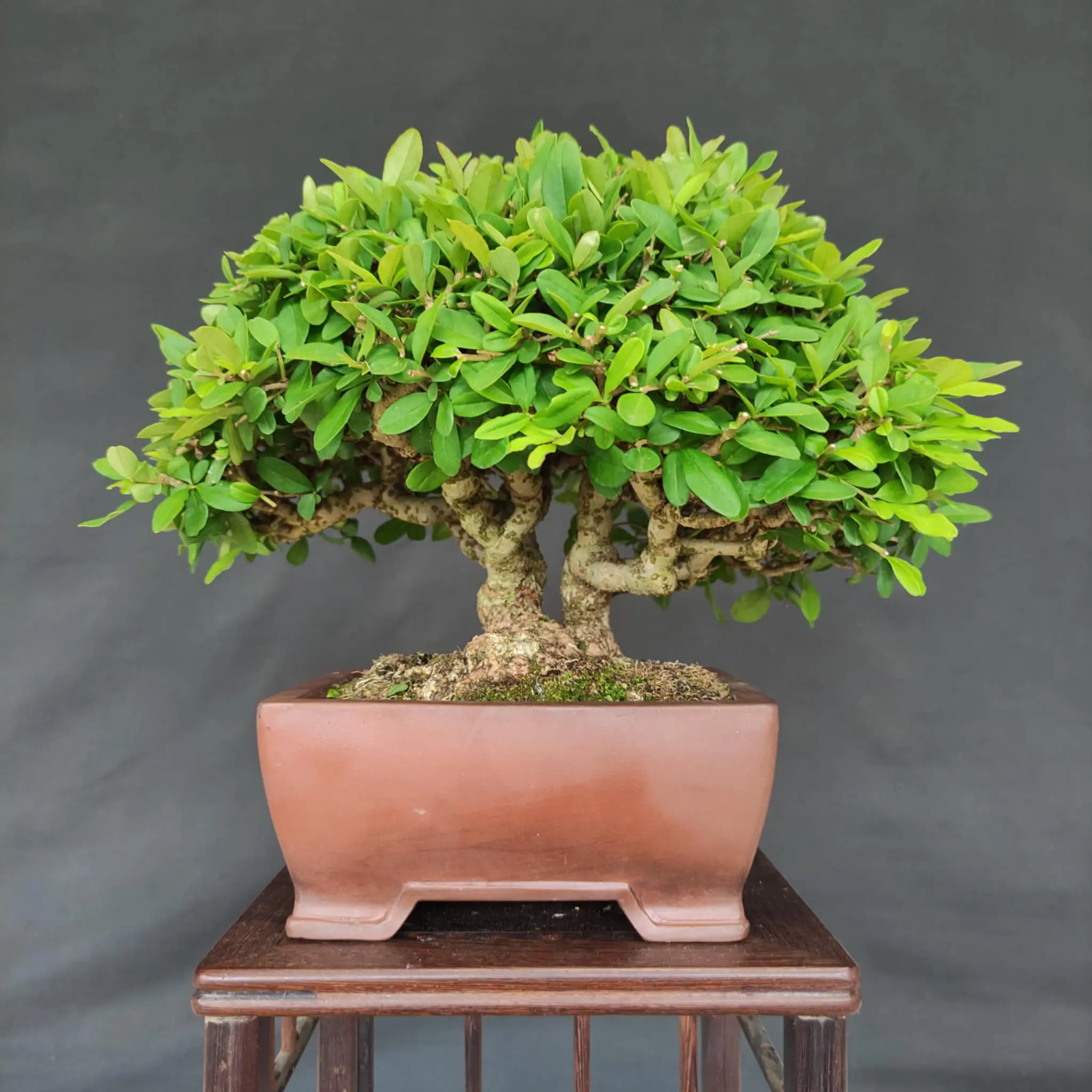 Ligustrum obtusifolium Canada Bonsai