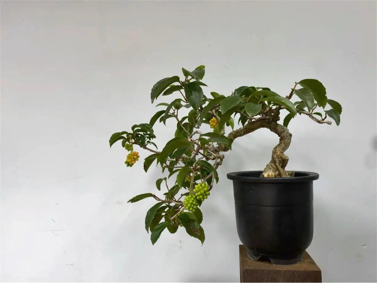 Kadsura japonica Canada Bonsai