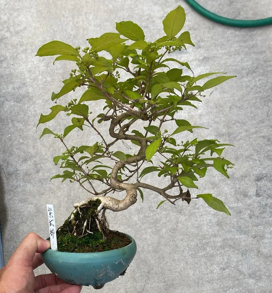 Callicarpa japonica (Toyoda-san) Canada Bonsai
