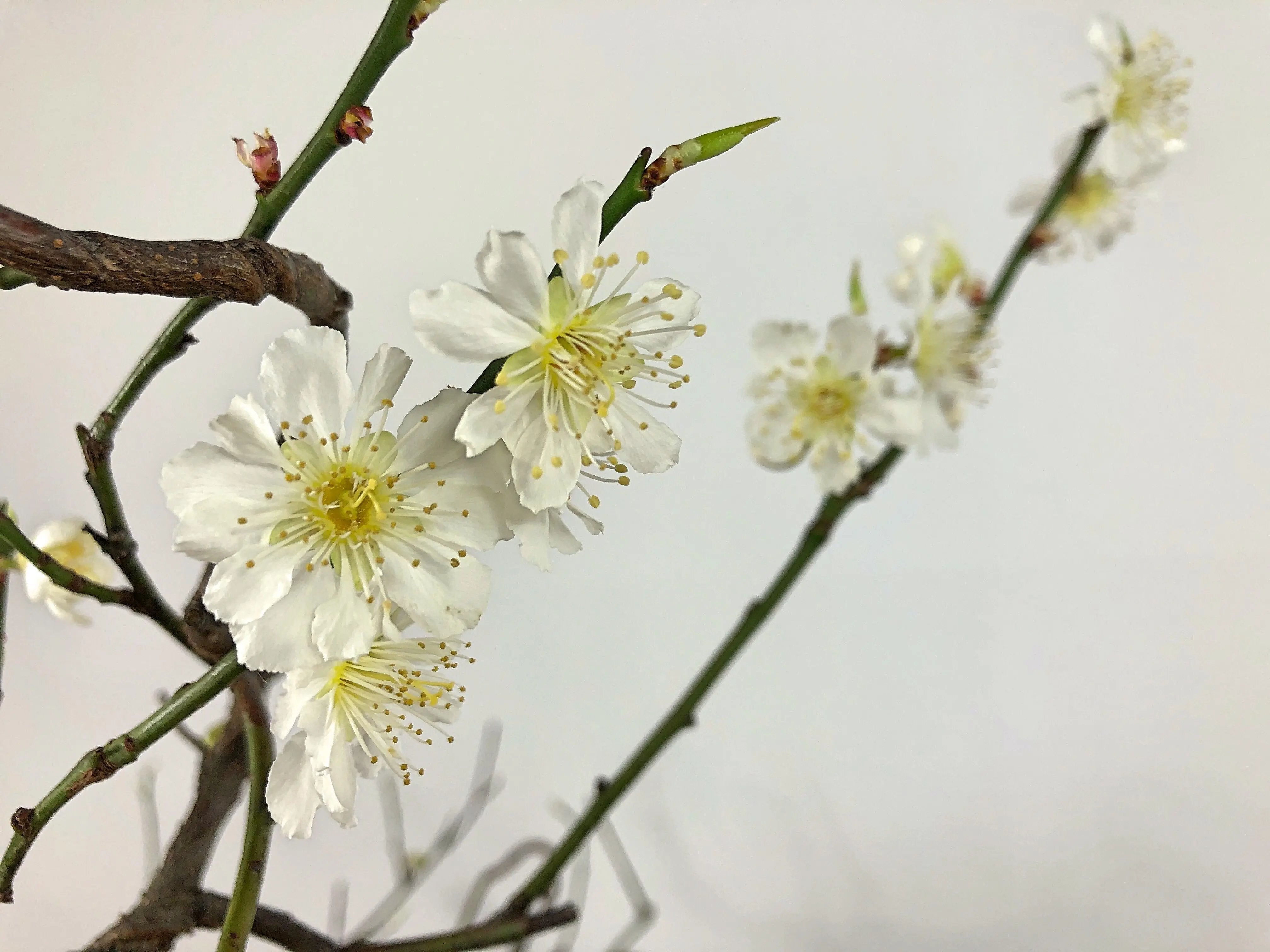 Prunus mume #4 'Yabai' Canada Bonsai