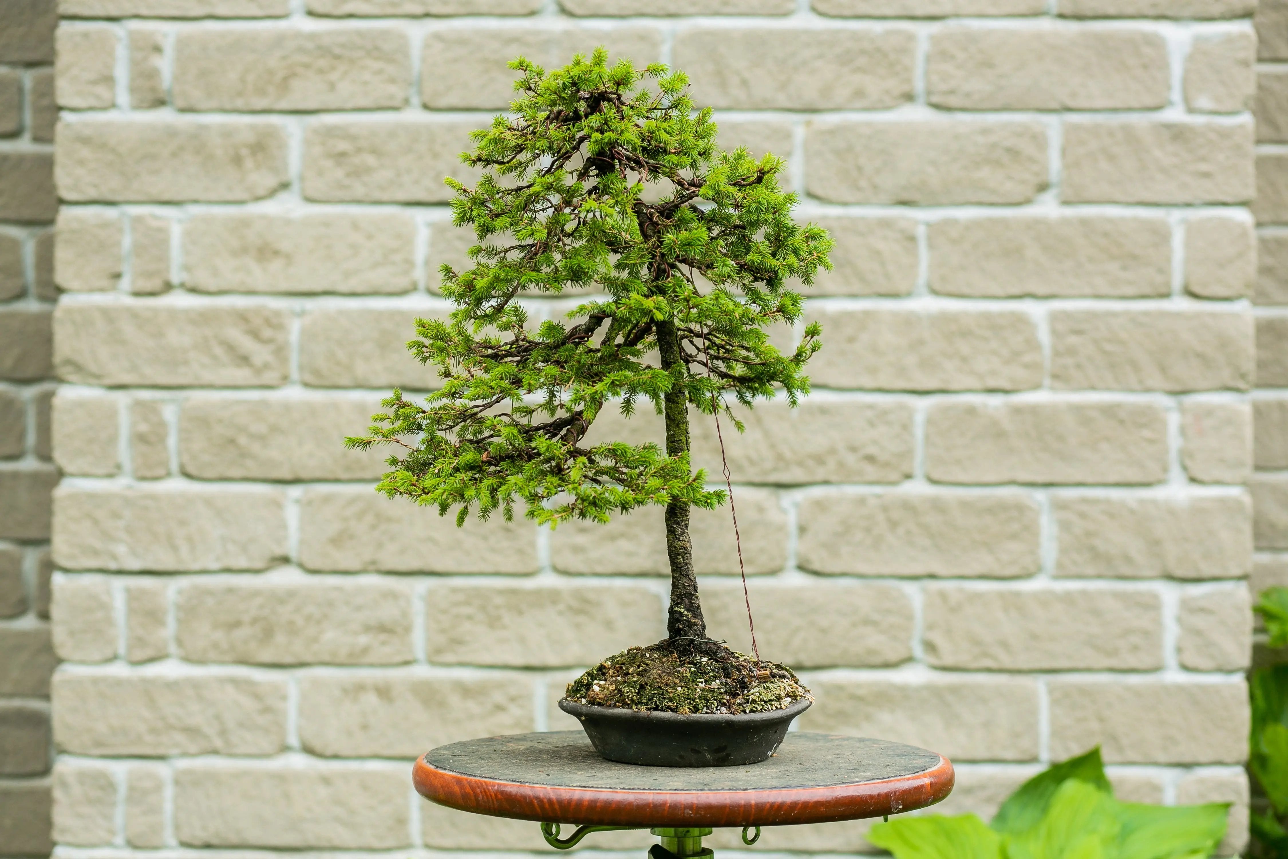 Picea glehnii Canada Bonsai