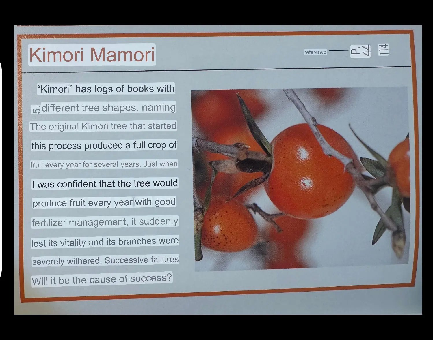 Diospyros rhombifolia #29 'Kimamori' Canada Bonsai