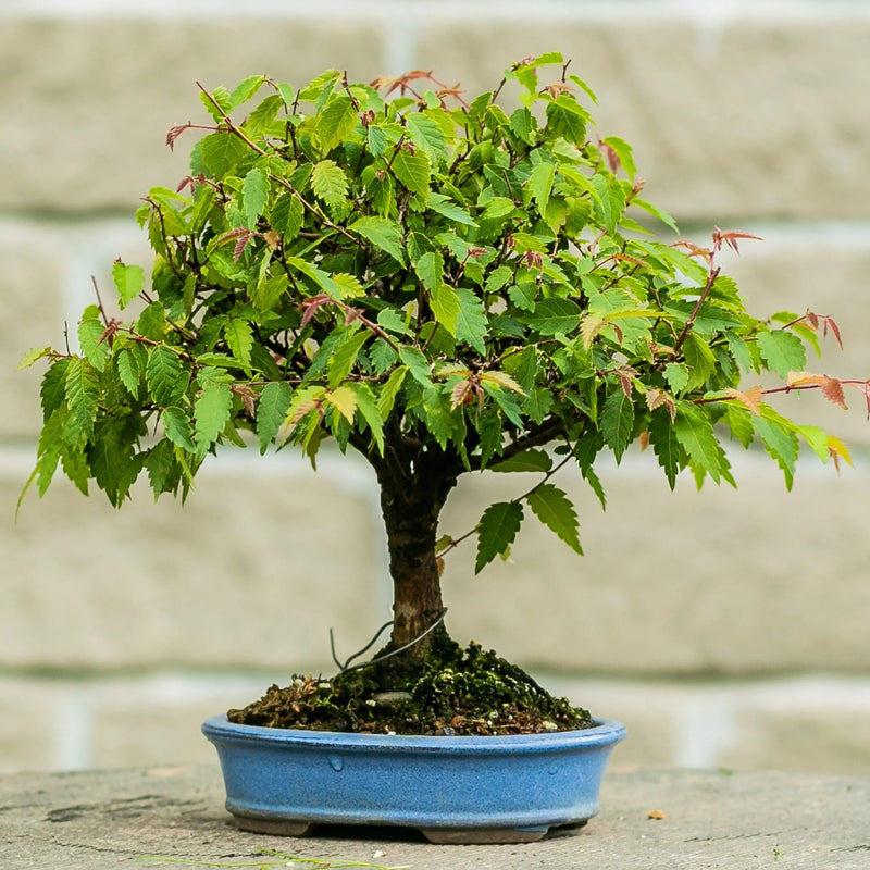 Zelkova serrata Canada Bonsai