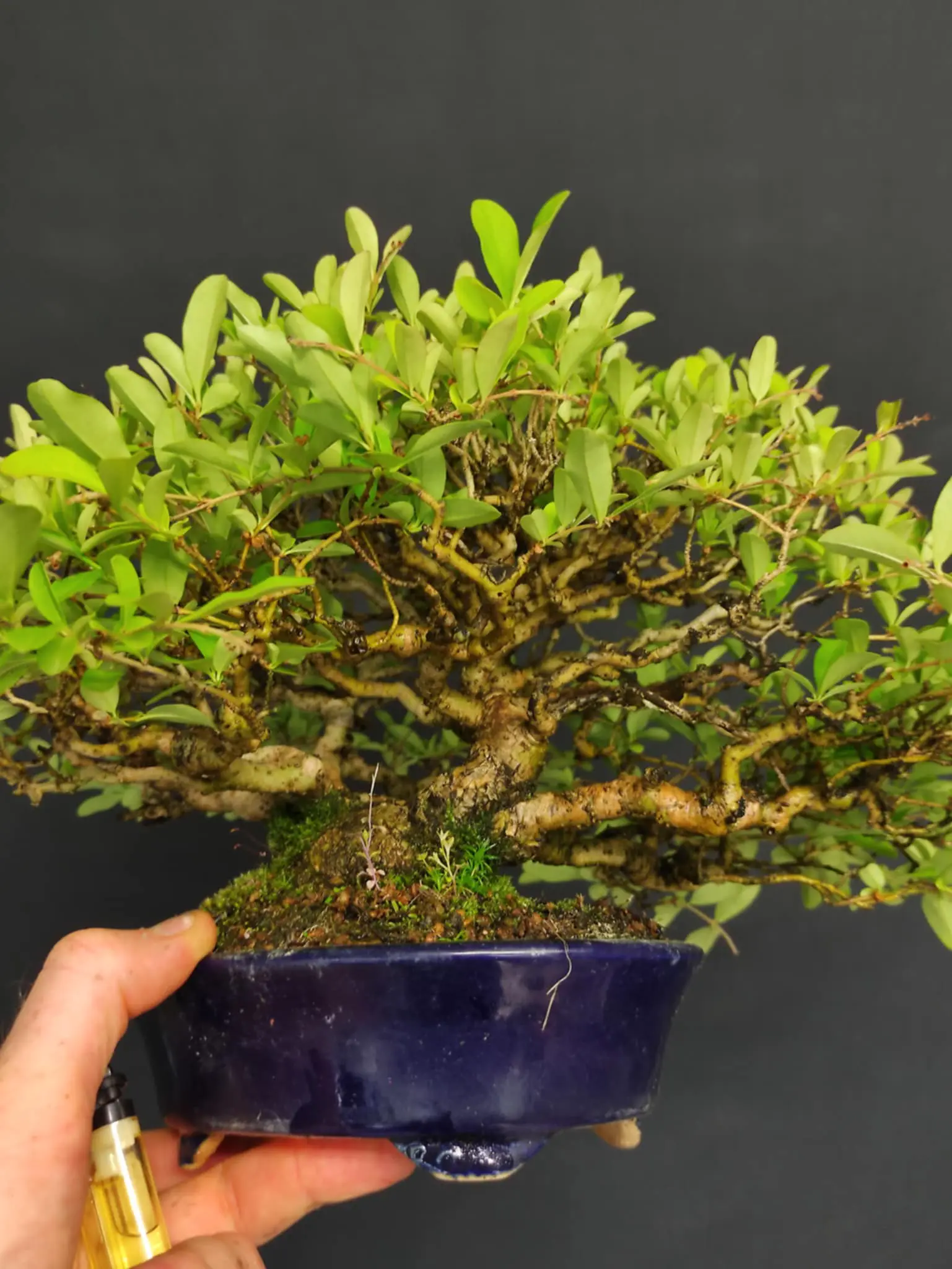 Ligustrum obtusifolium Canada Bonsai