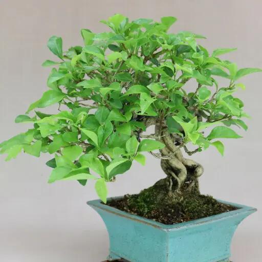 Premna japonica Canada Bonsai