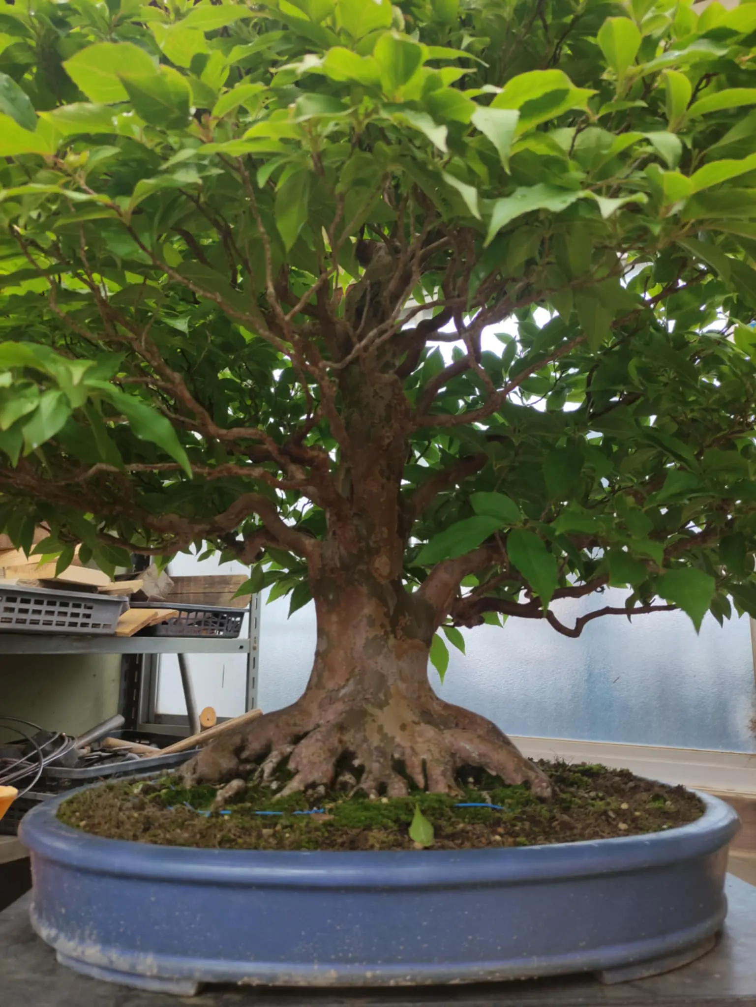 Stewartia monadelpha Canada Bonsai