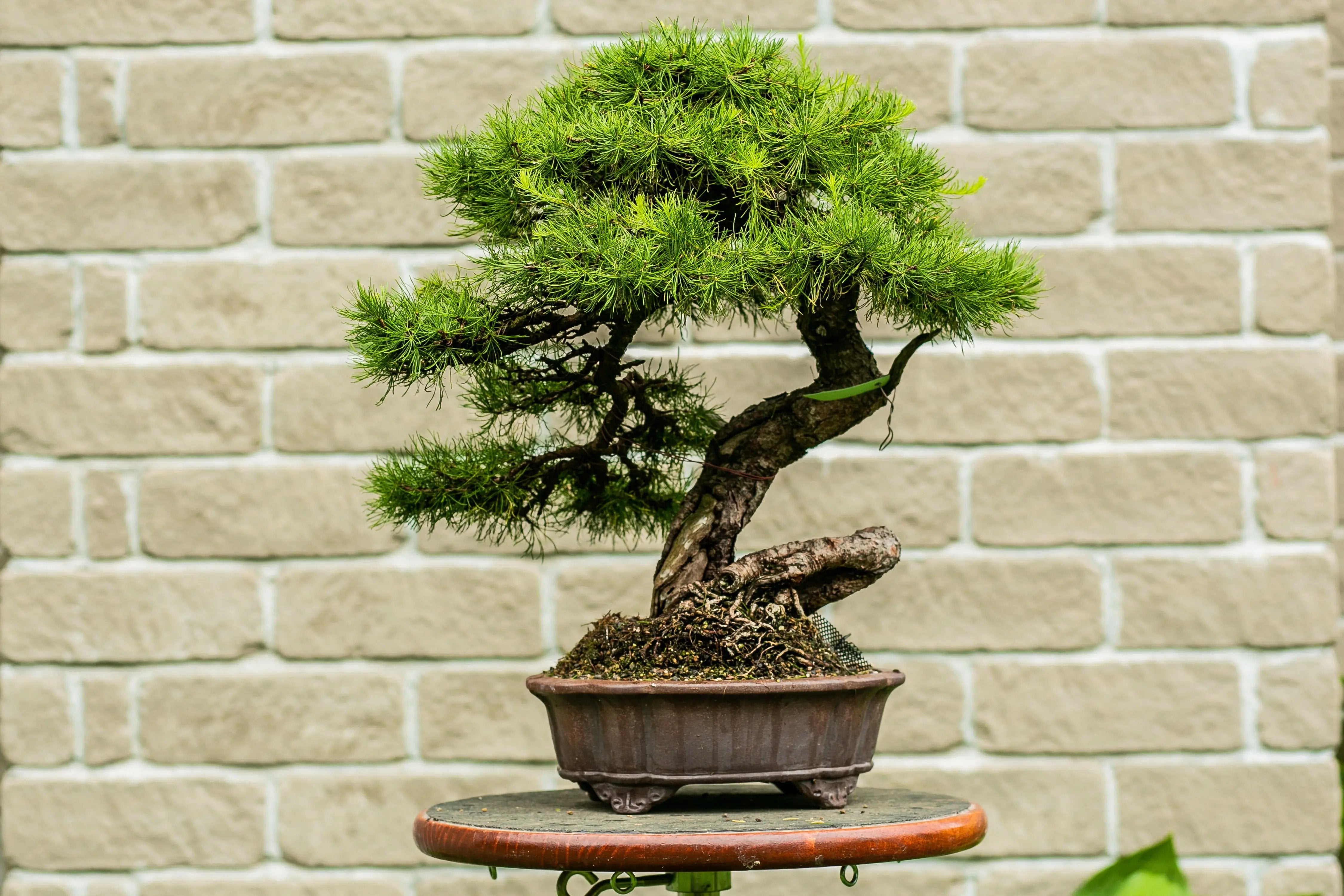 Larix laricina Canada Bonsai