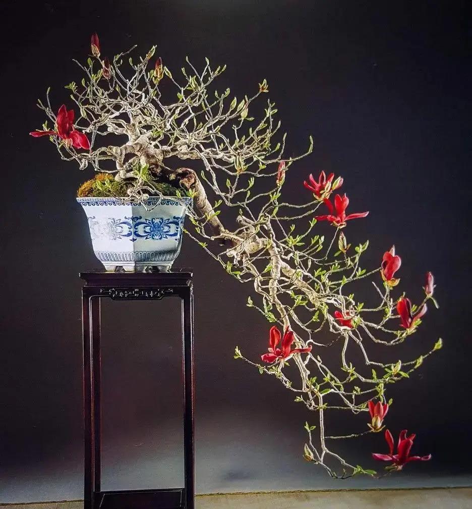 Magnolia (purple) Canada Bonsai