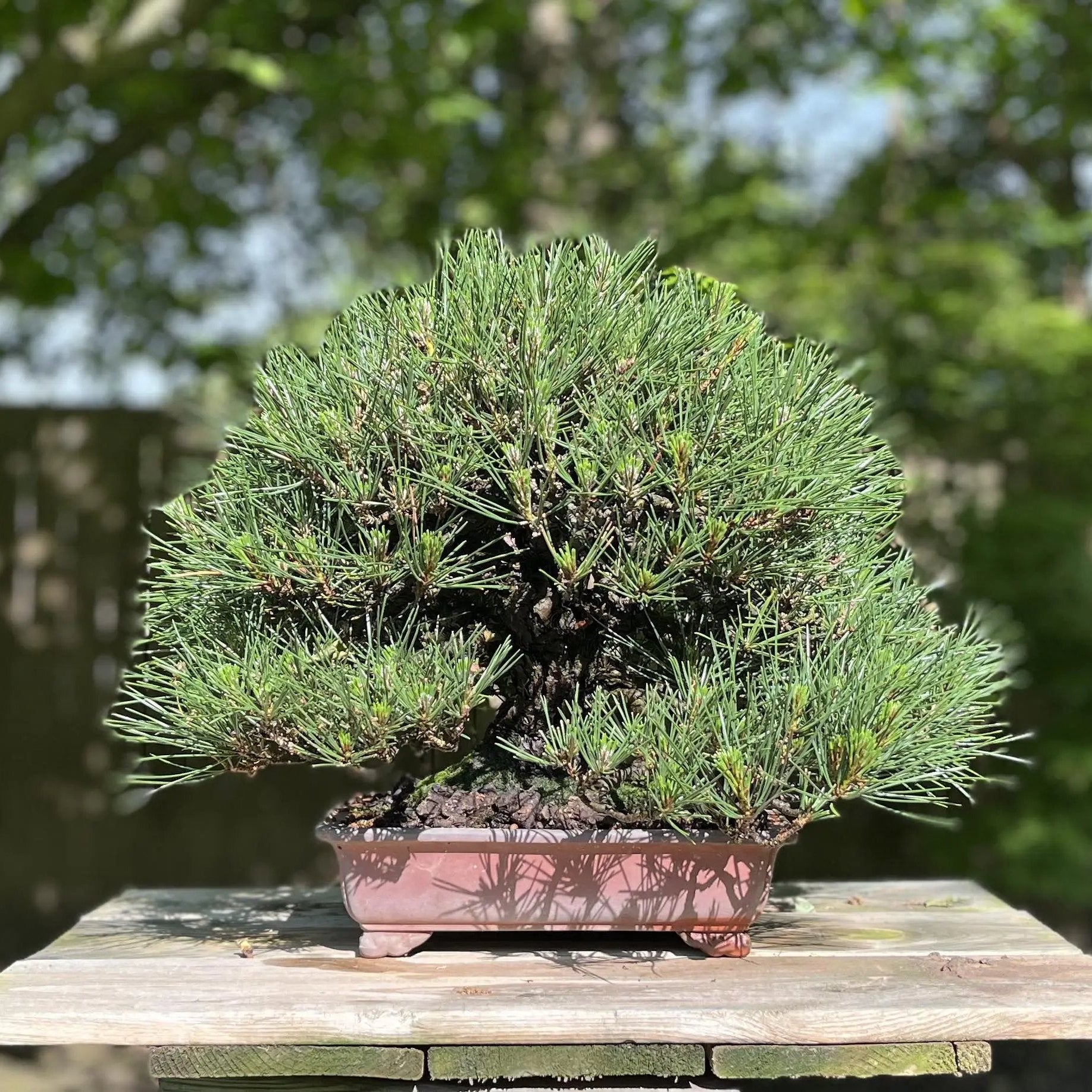 Pinus thunbergii Canada Bonsai