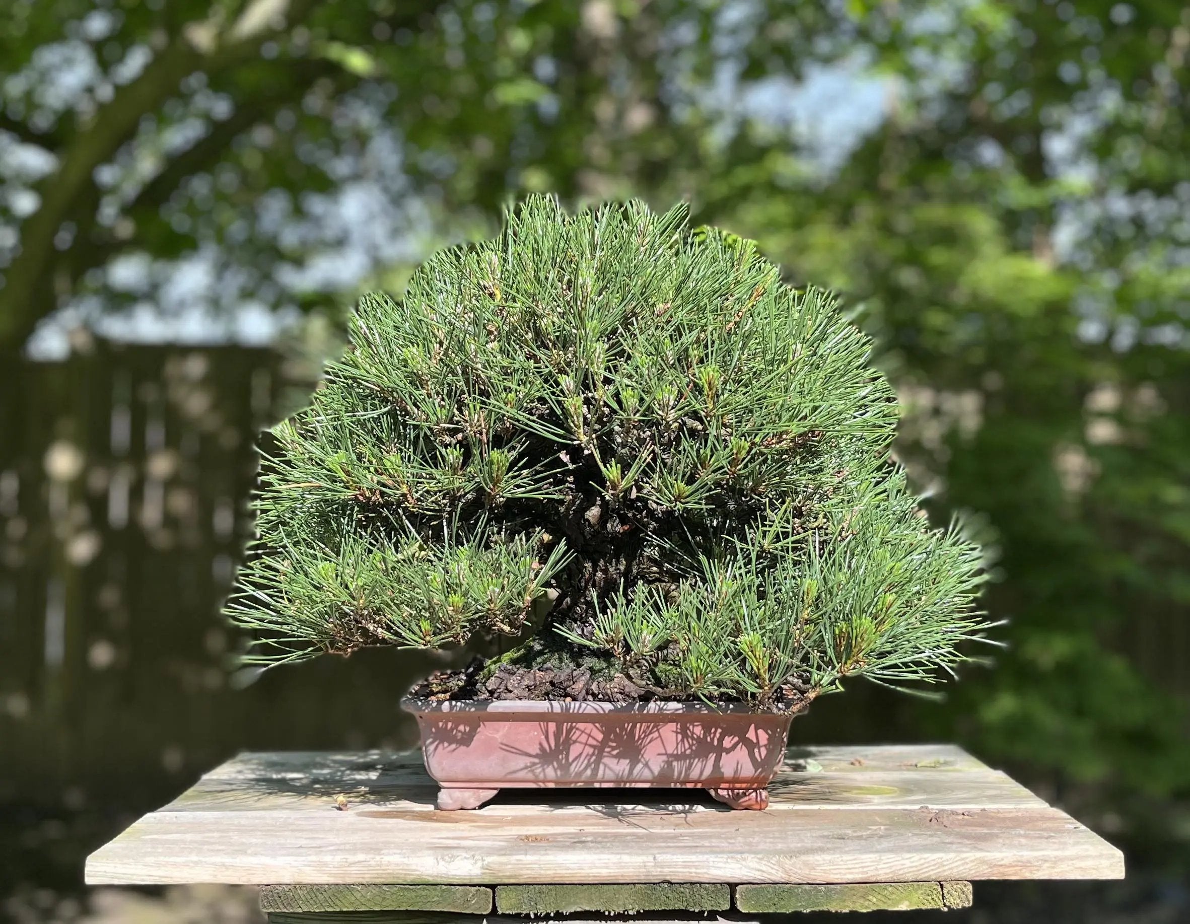 Pinus thunbergii Canada Bonsai
