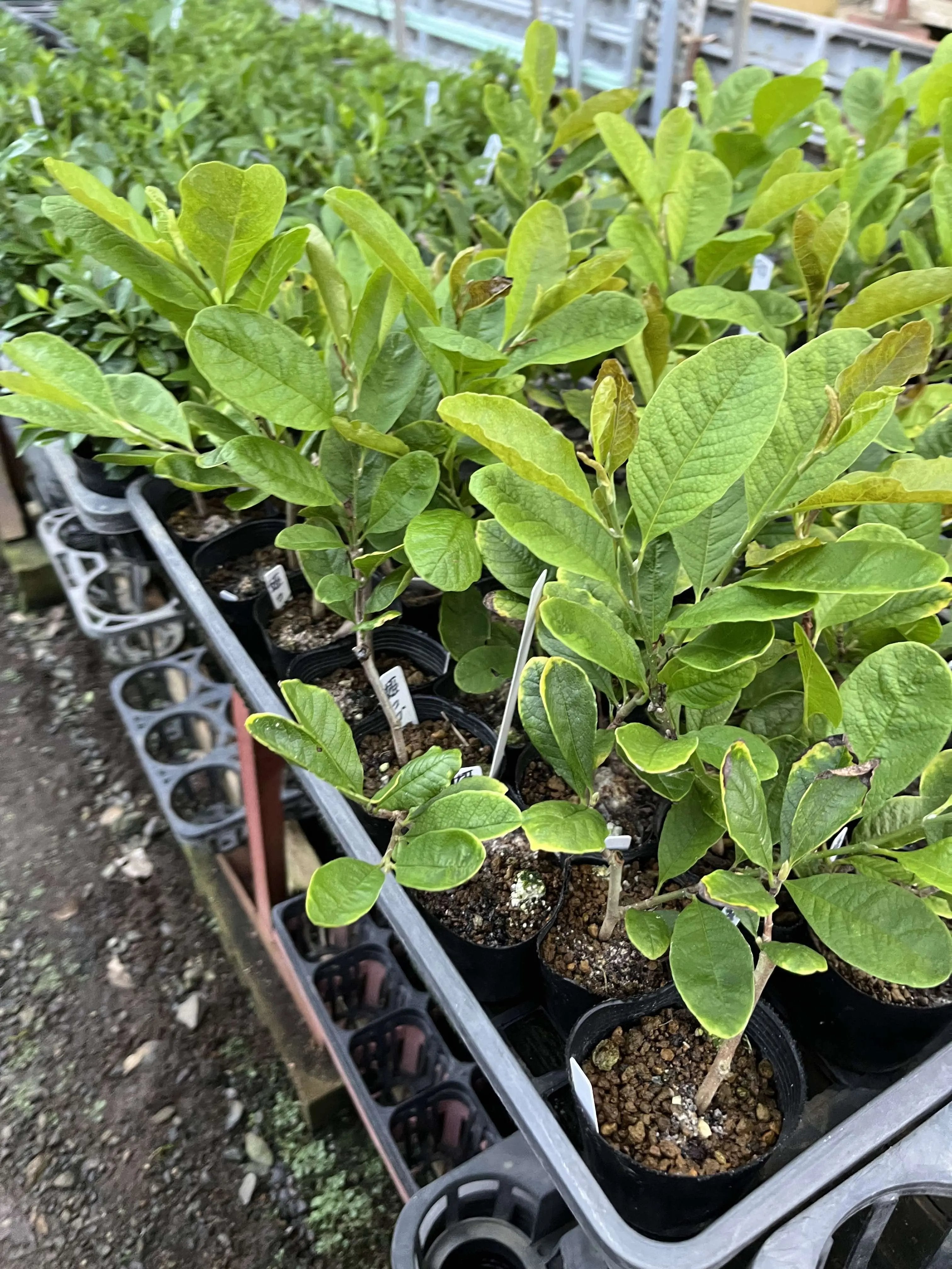 Magnolia kobus (dwarf) Canada Bonsai