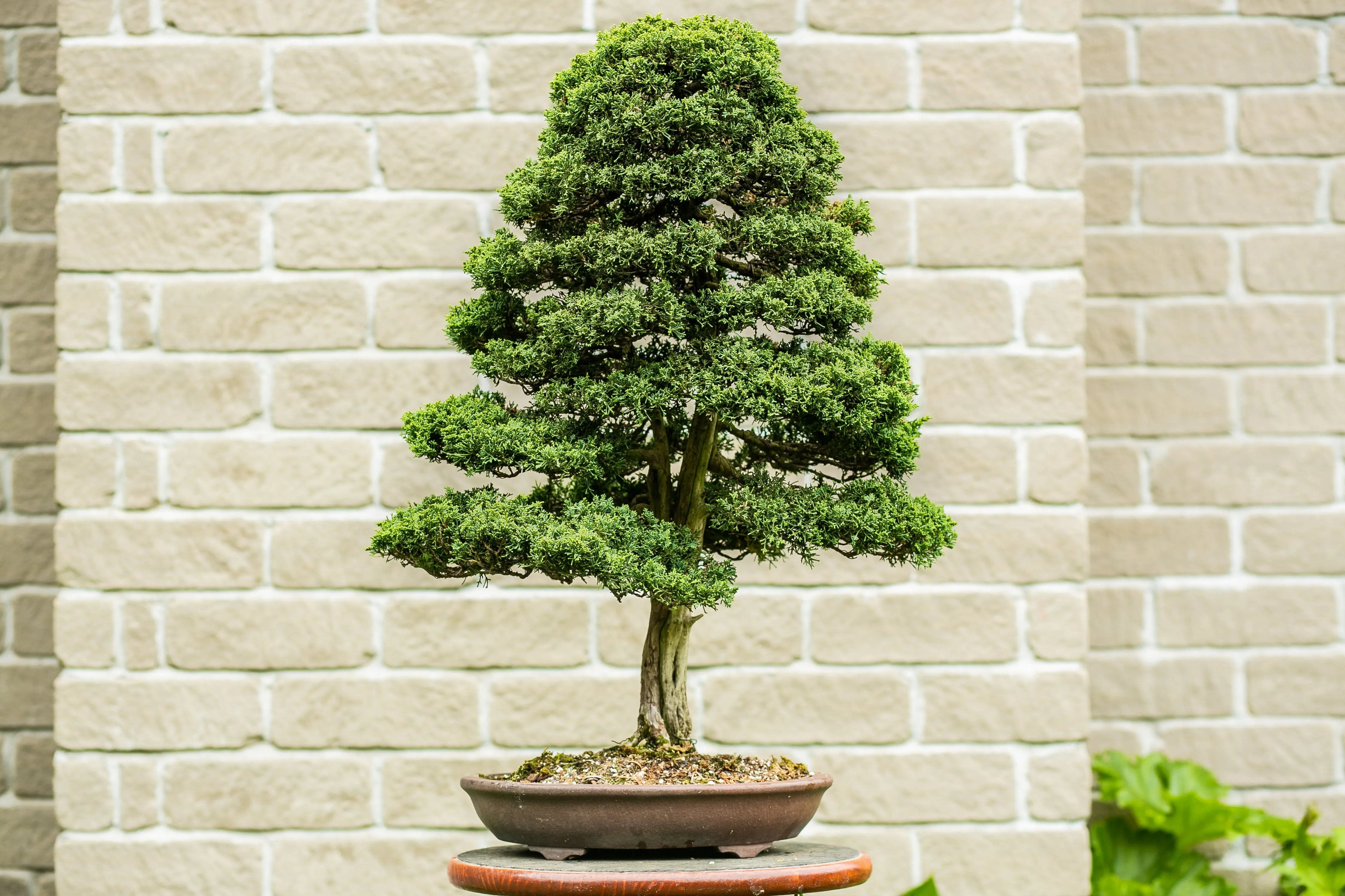 Juniperus Chinensis 'Blaauw' Canada Bonsai