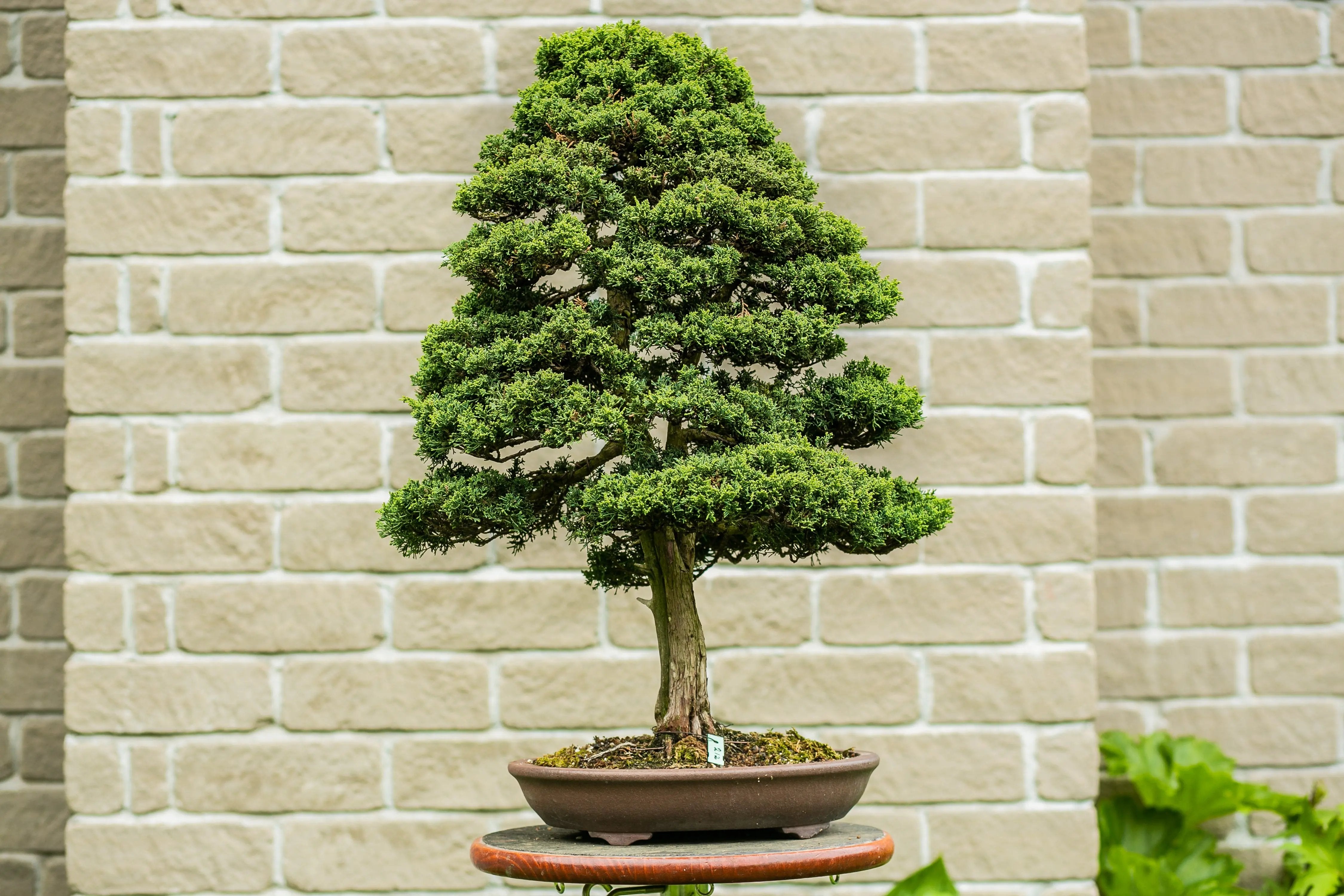 Juniperus Chinensis 'Blaauw' Canada Bonsai