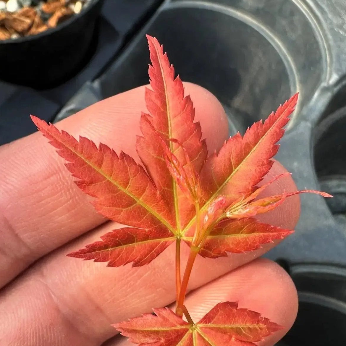 Acer palmatum 'Beni Chidori' (2026) Canada Bonsai