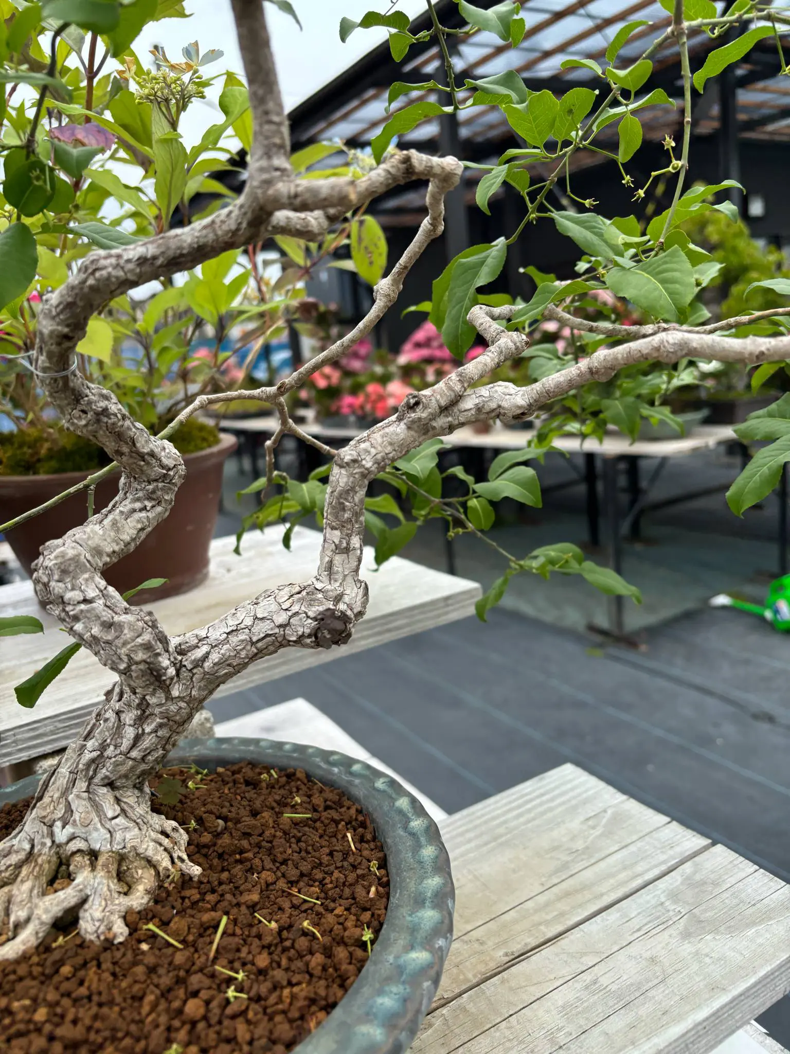 Euonymus Canada Bonsai