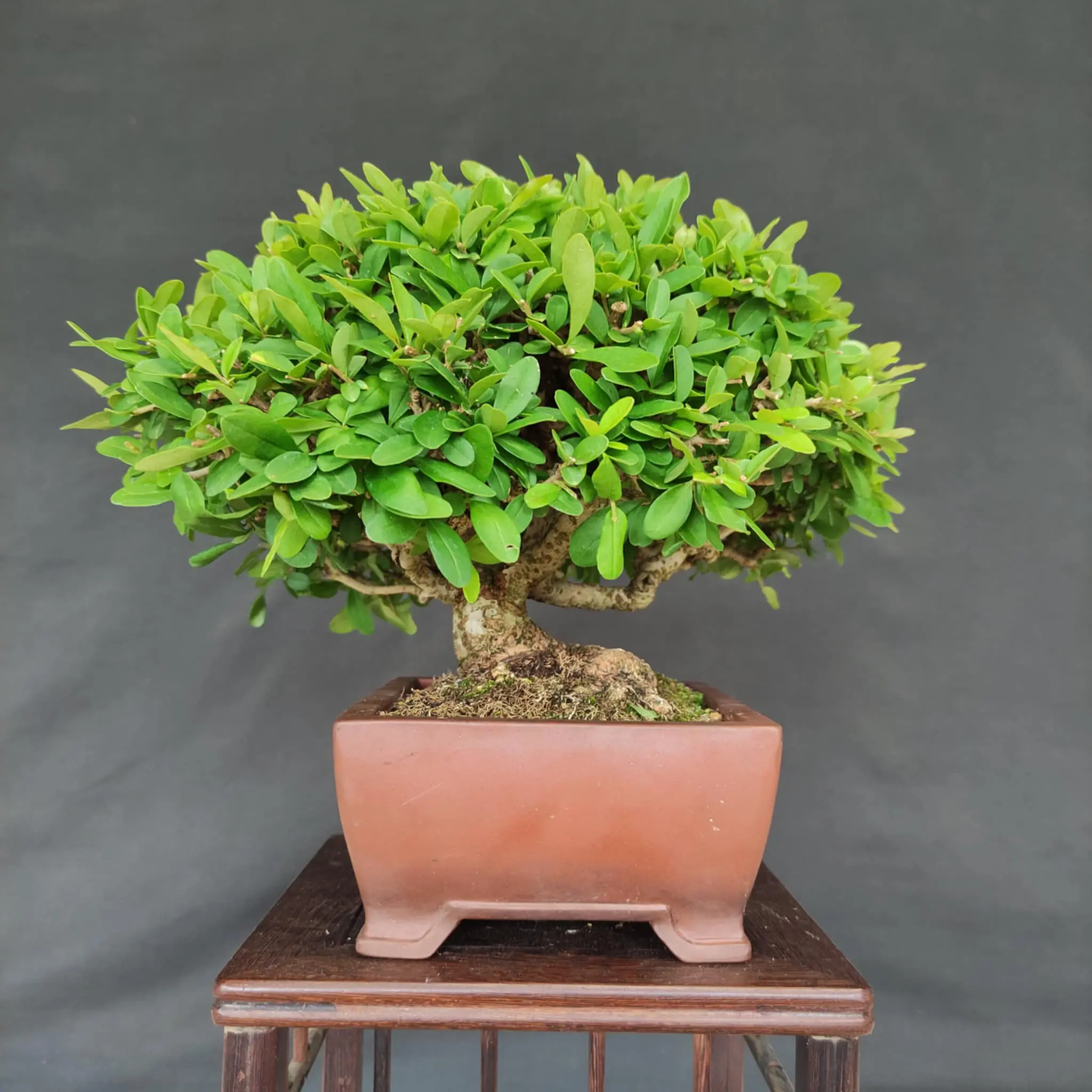 Ligustrum obtusifolium Canada Bonsai