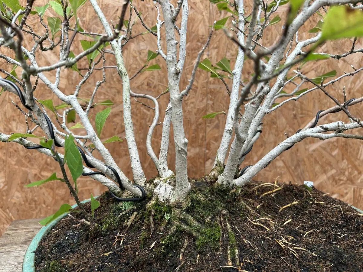 Magnolia kobus (dwarf) Canada Bonsai