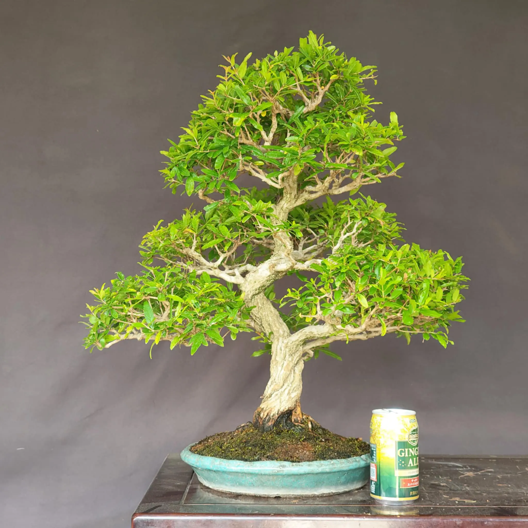 Punica granatum (Kouka-en) Canada Bonsai