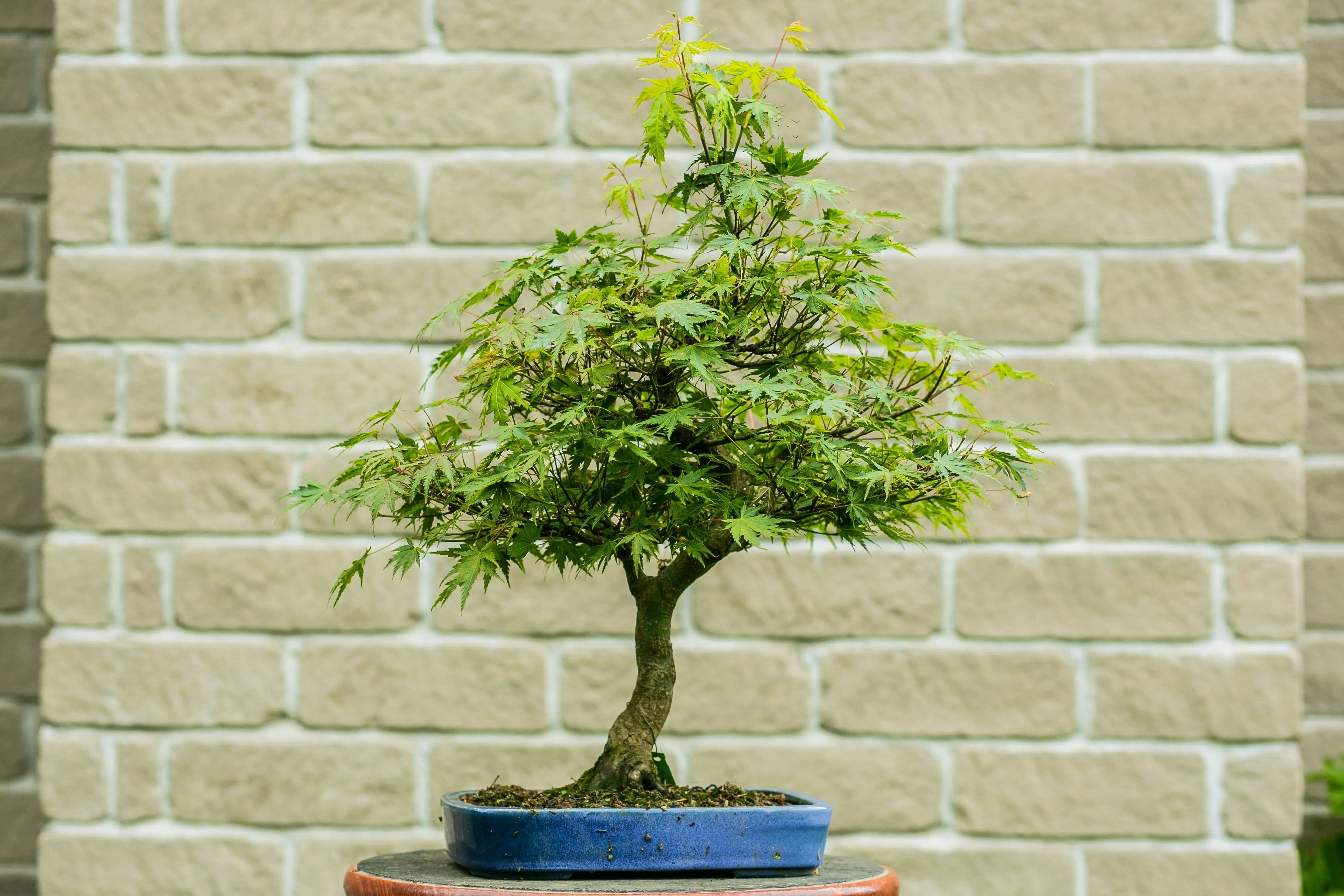Acer palmatum Canada Bonsai