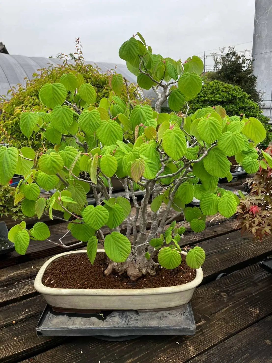 Corylopsis spicata Canada Bonsai