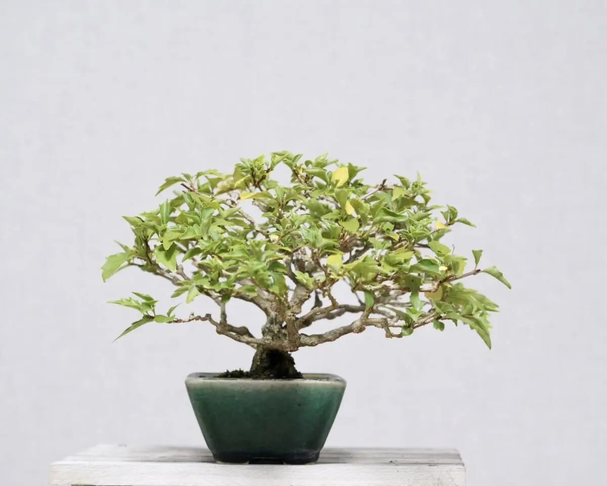 Premna japonica Canada Bonsai