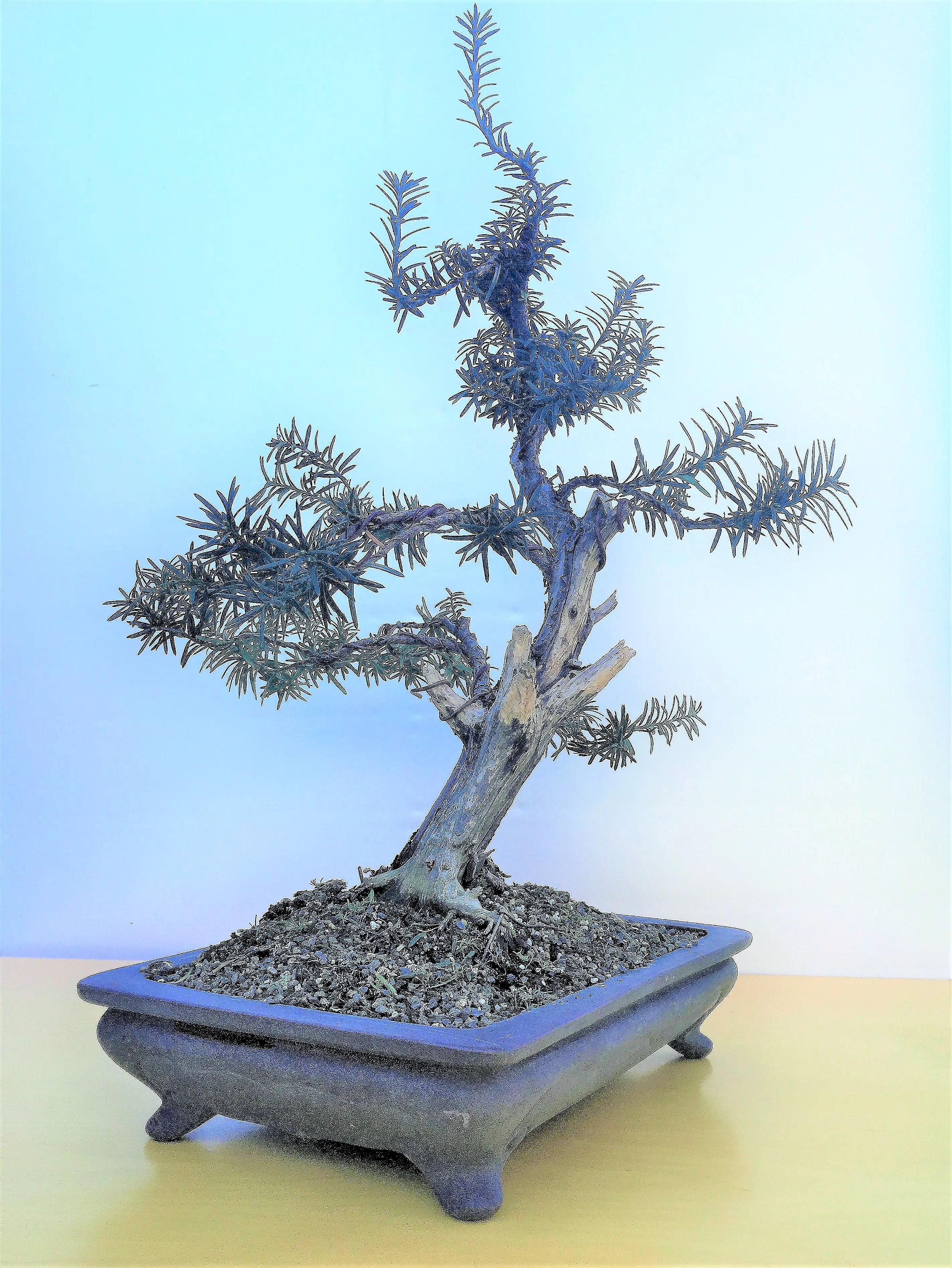 Taxus Canada Bonsai