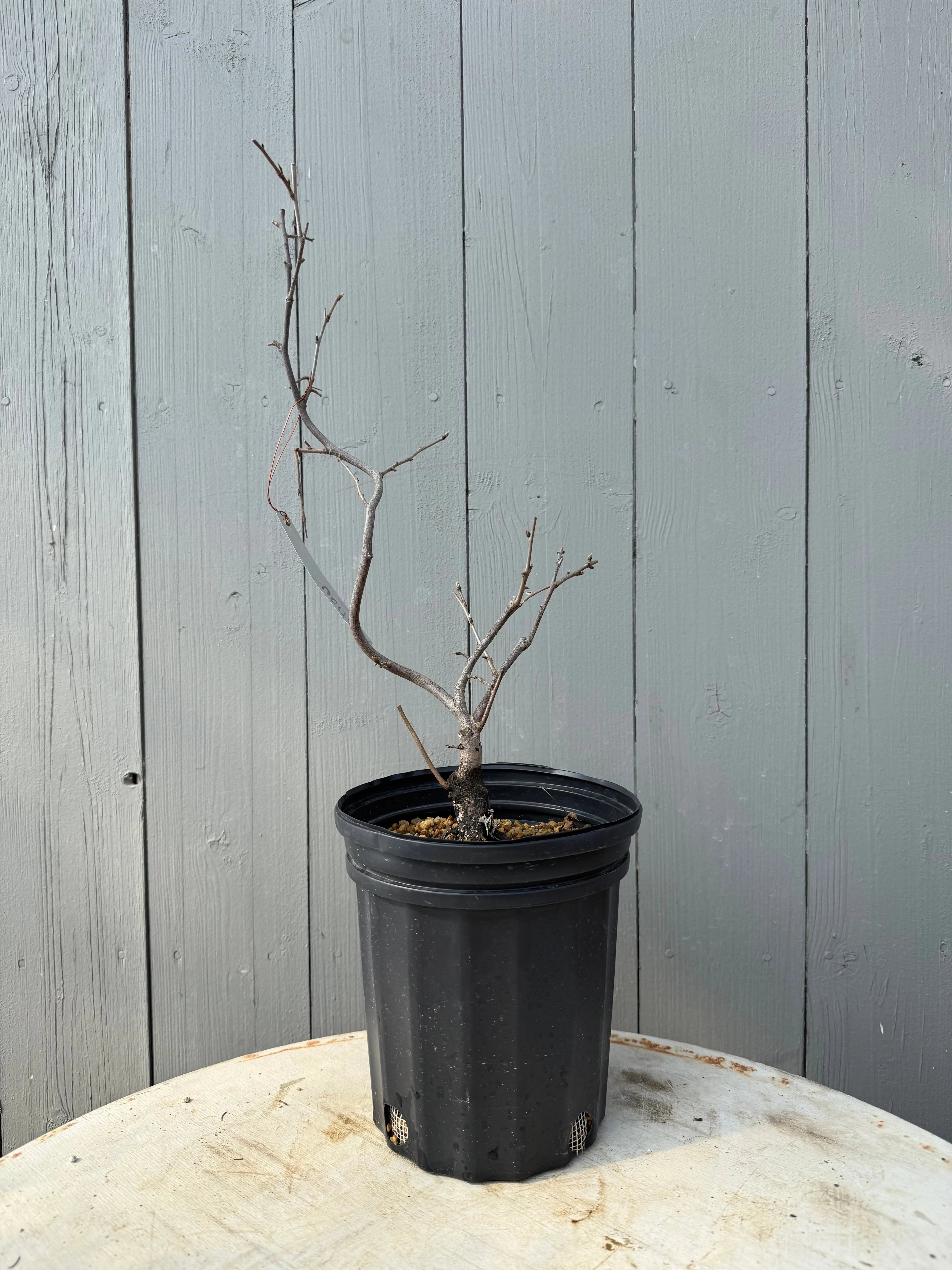 Diospyros rhombifolia ‘Tenpou’ Canada Bonsai