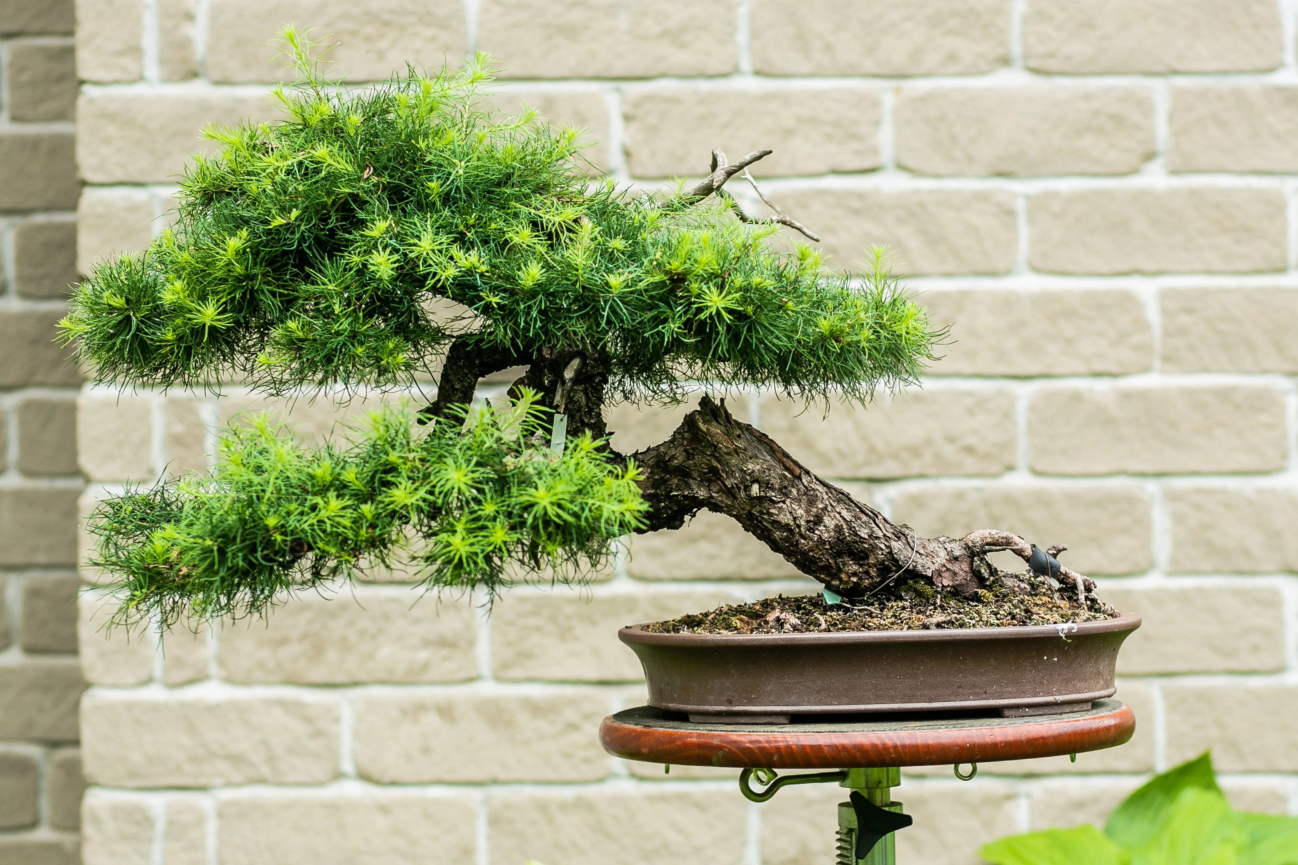 Larix laricina Canada Bonsai