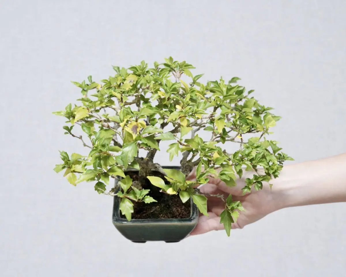 Premna japonica Canada Bonsai