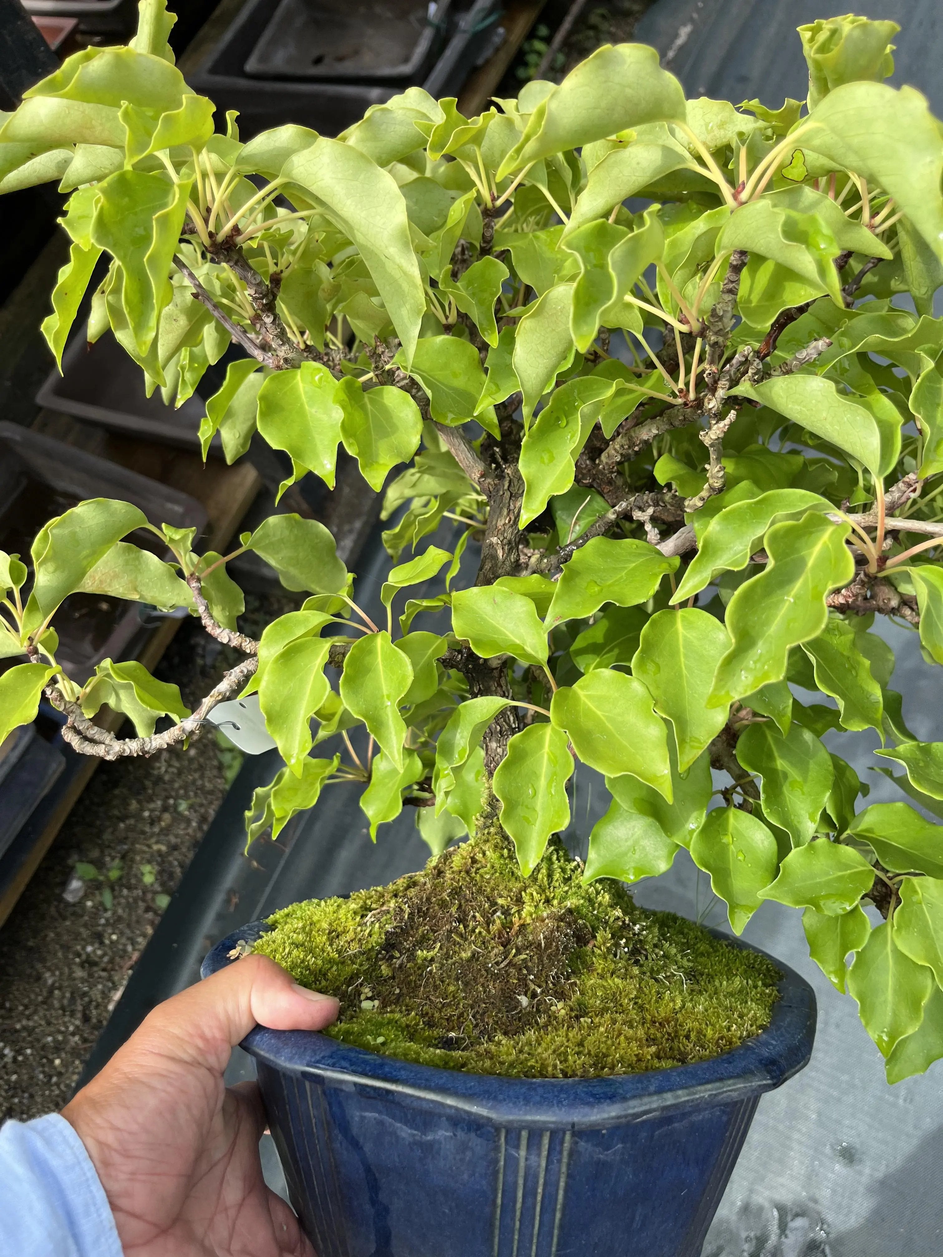 Actinidia arguta Canada Bonsai