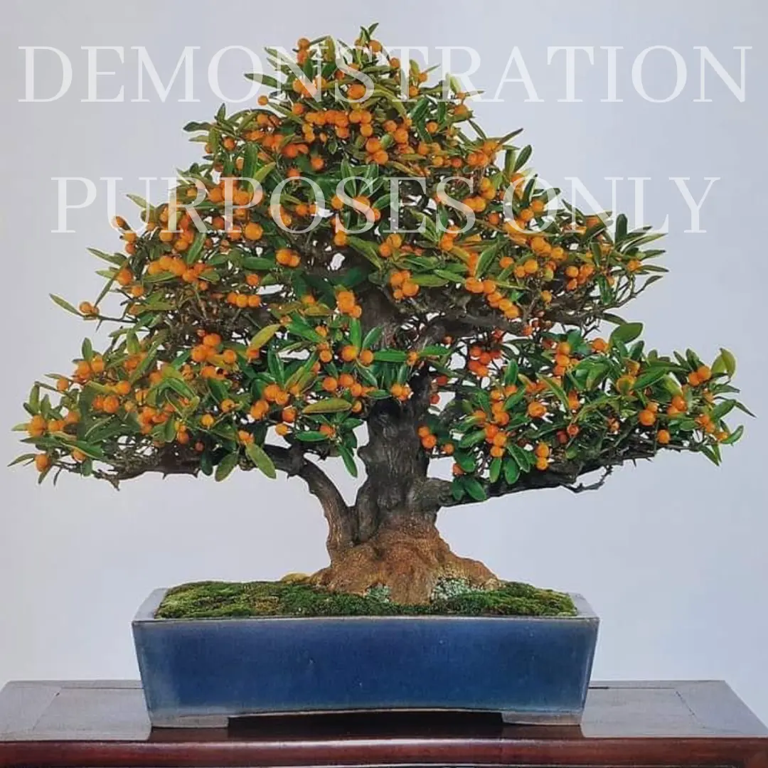 HONG KONG KUMQUAT Canada Bonsai
